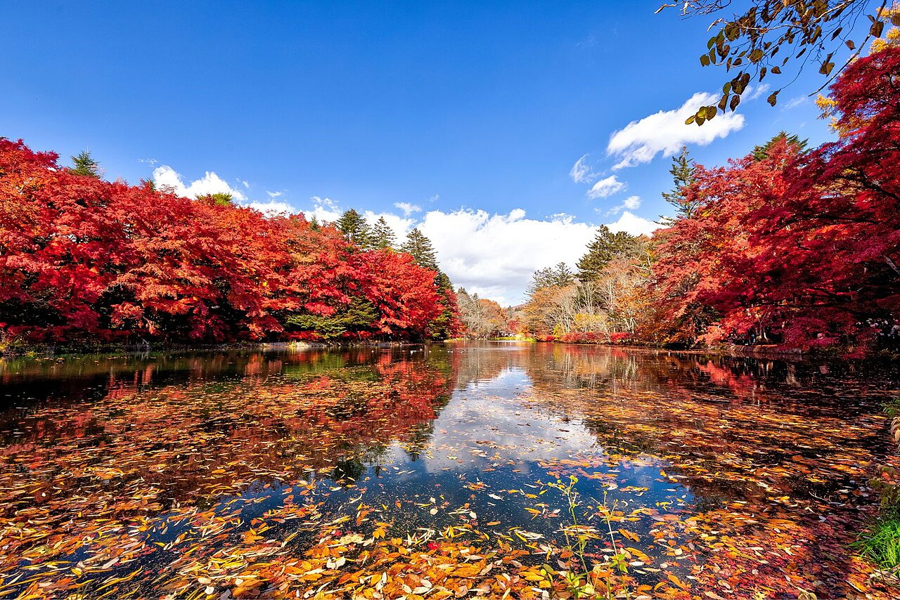 紅葉の盛り、水面一面を落ち葉が覆う雲場池と青空