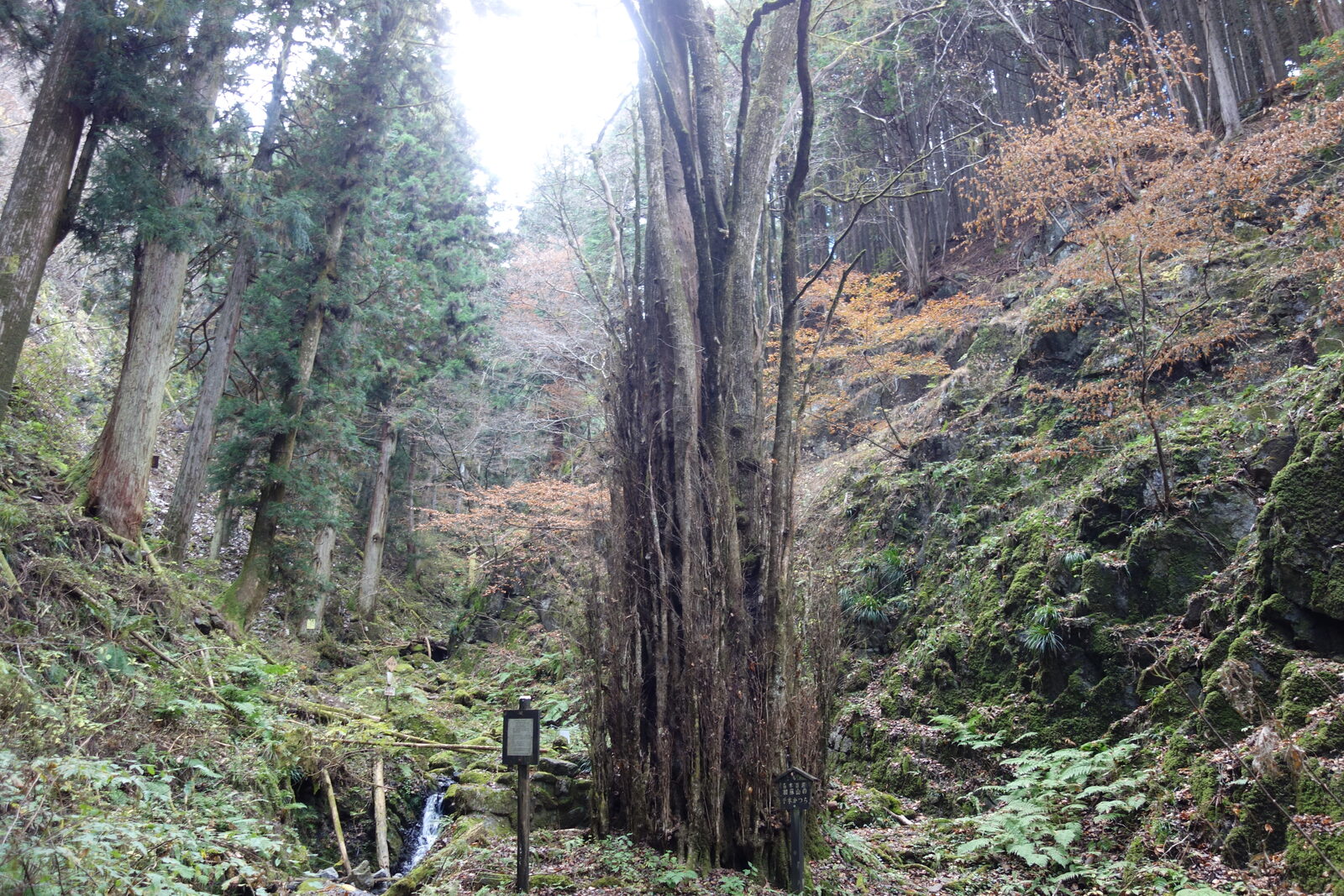 加蘇山神社の御神木、樹齢1000年と伝わる千本桂