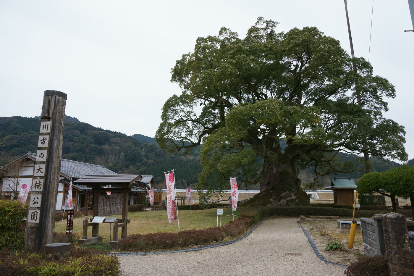 佐賀県武雄市若木町、川古の大楠公園の入口から見た大楠の全景