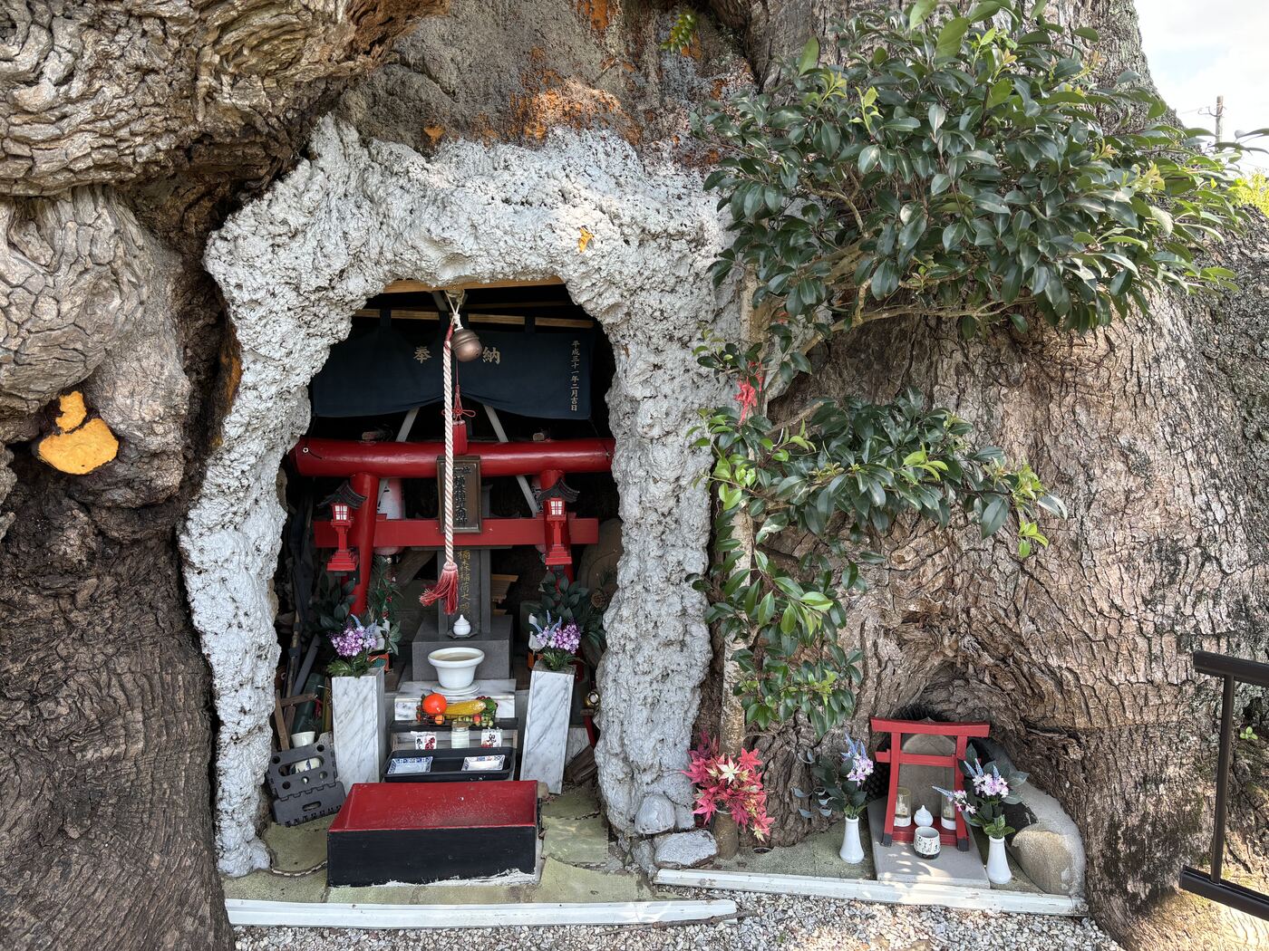 川古の大楠の幹の空洞に祀られた稲荷の祠