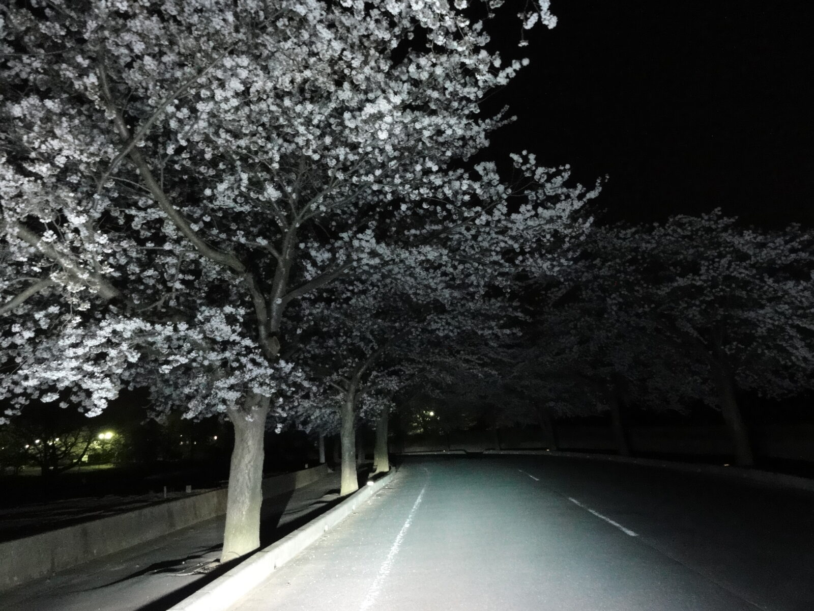 きらくやま地区の夜桜、つくばみらい市