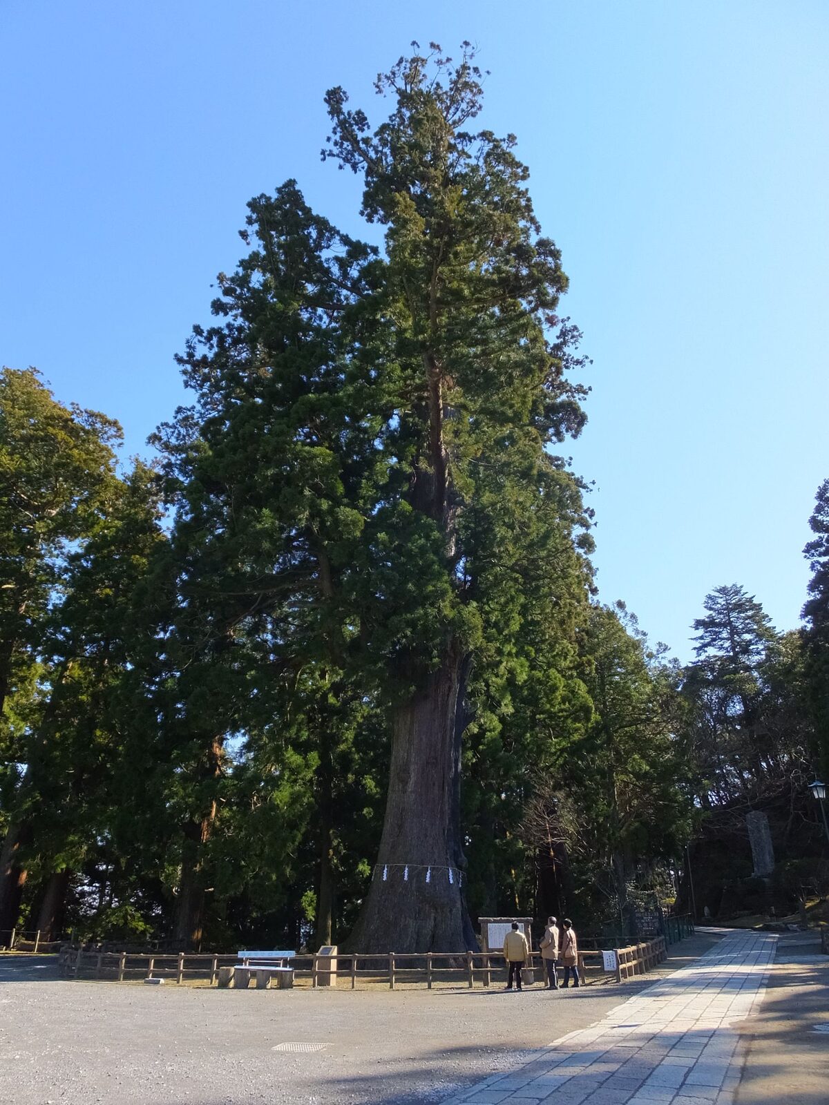 清澄寺の千年杉