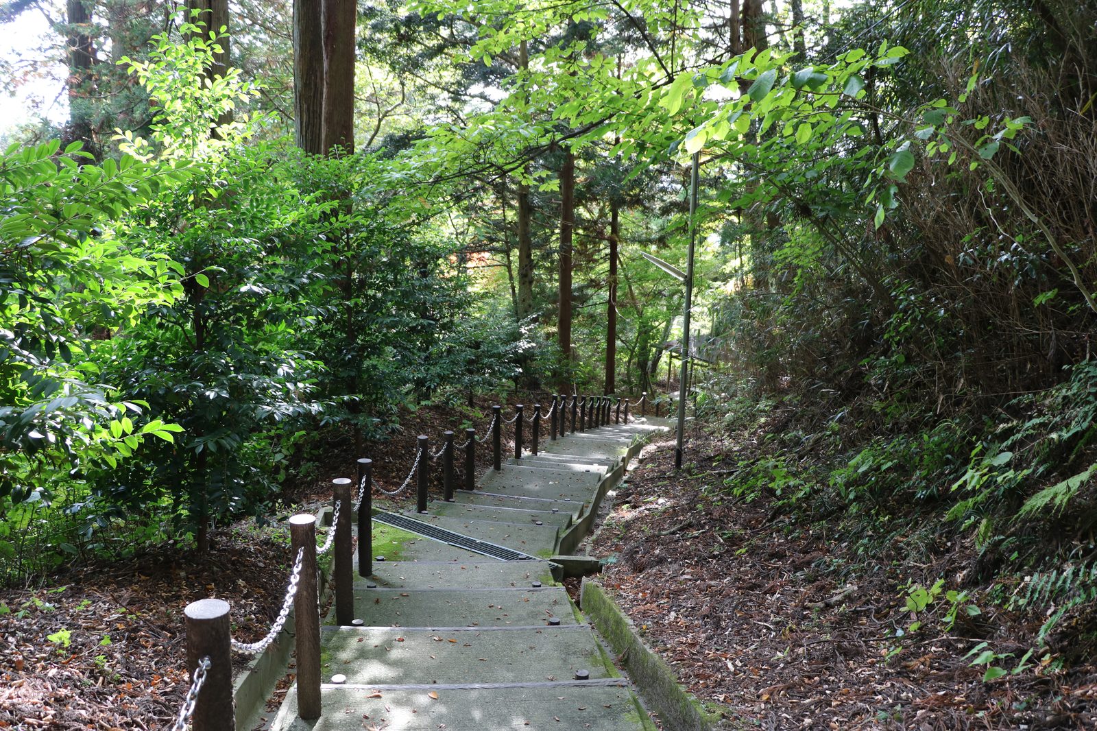 杉木立に囲まれた木幡山隠津島神社の参道