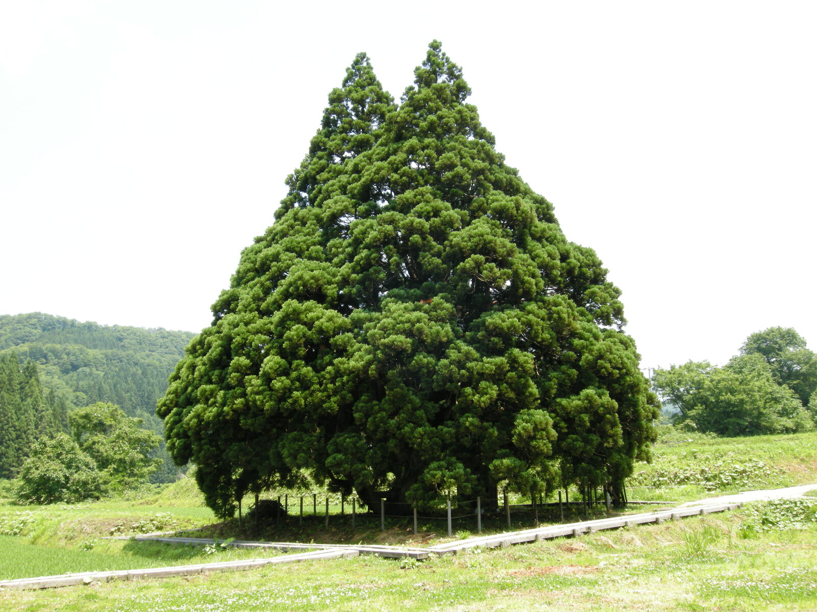 根元に山神様が祀られた小杉の大杉