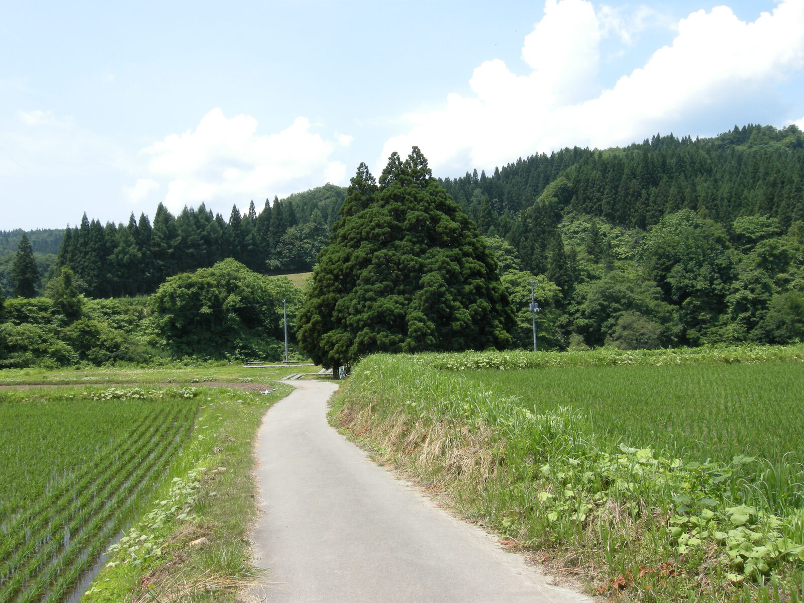 田舎道の先に一本だけそびえる小杉の大杉の遠景