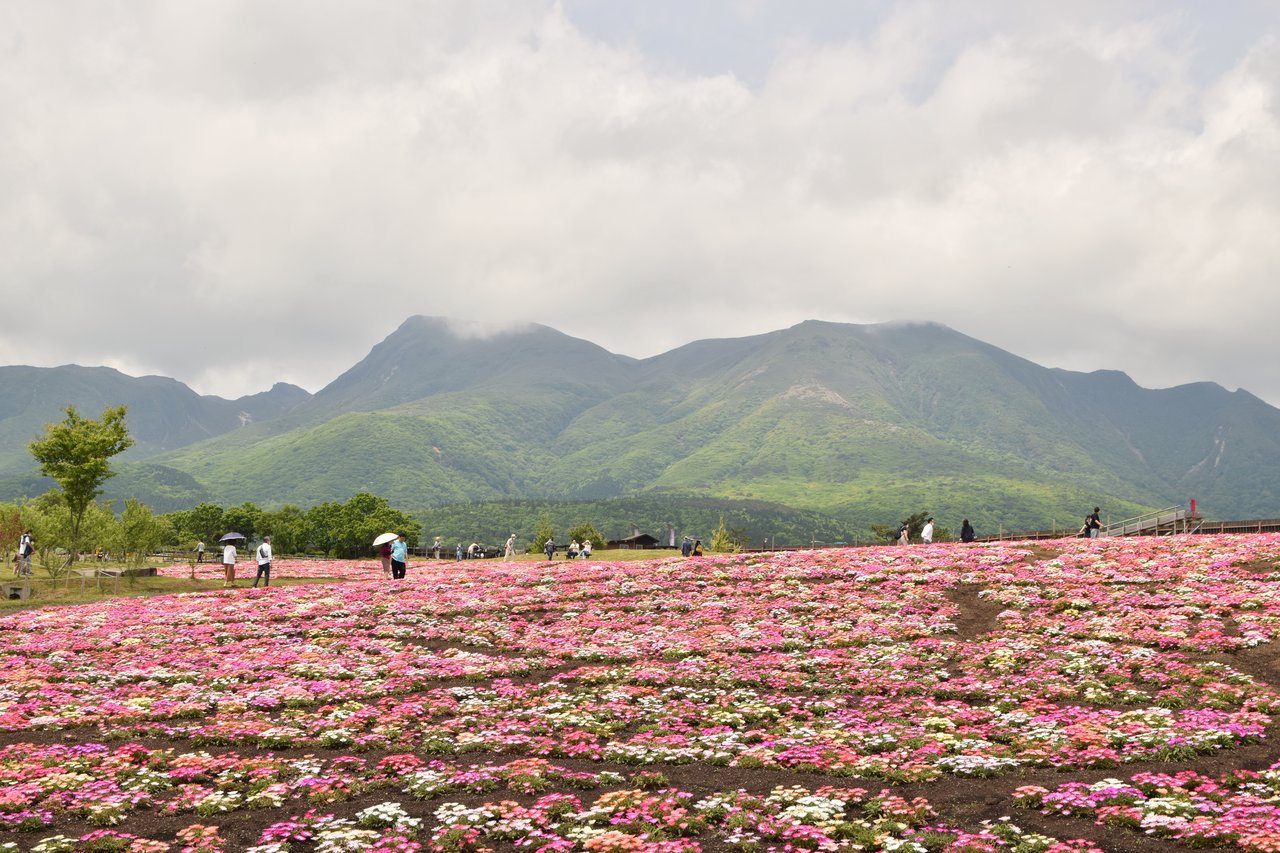くじゅう花公園の色とりどりの花畑