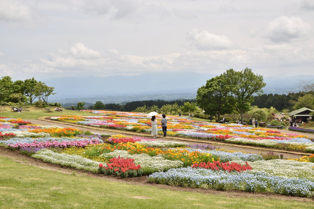 くじゅう花公園の花畑とくじゅう連山の眺め
