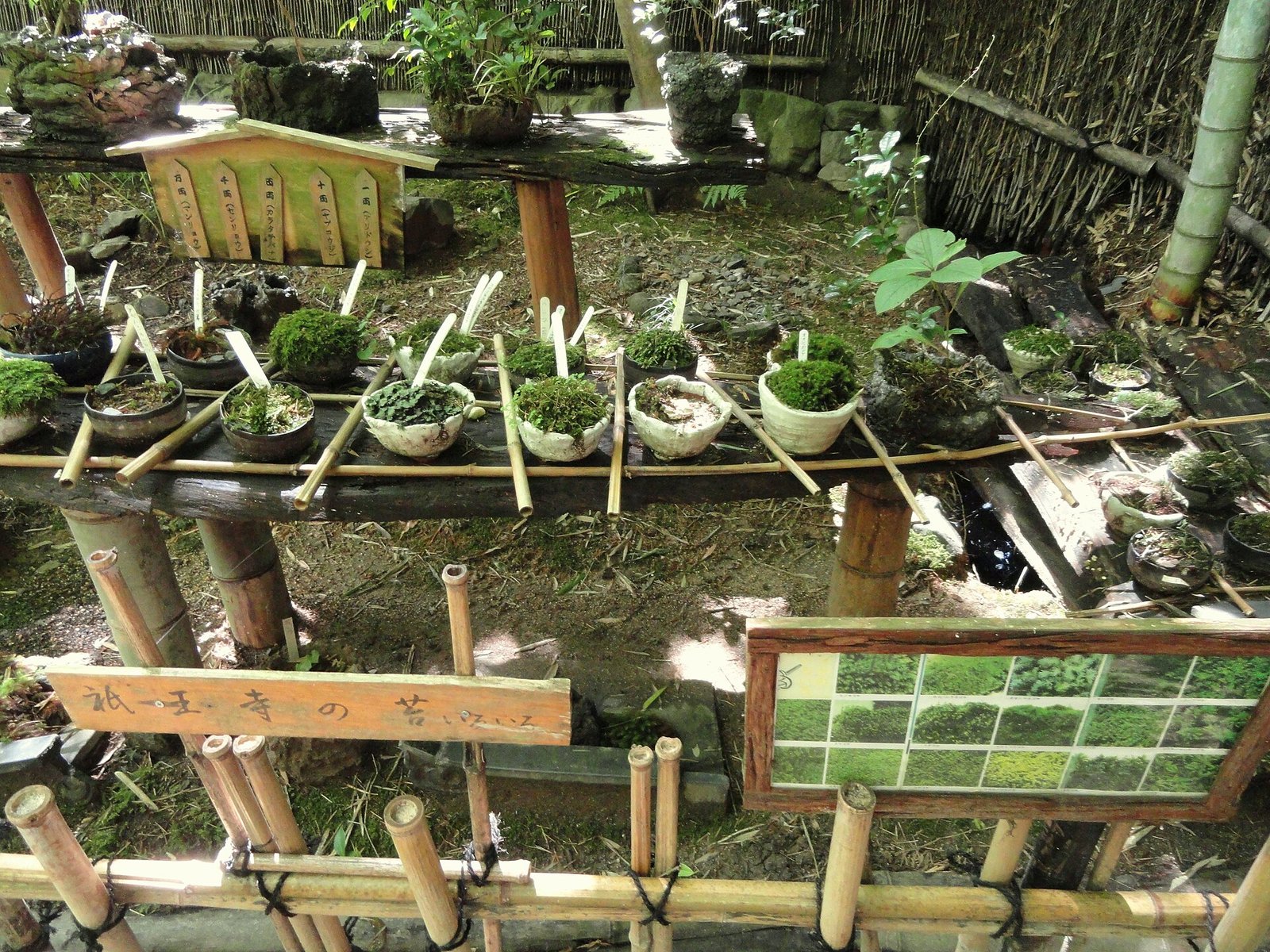 祇王寺の境内に並ぶ苔の見本展示「祇王寺の苔いろいろ」