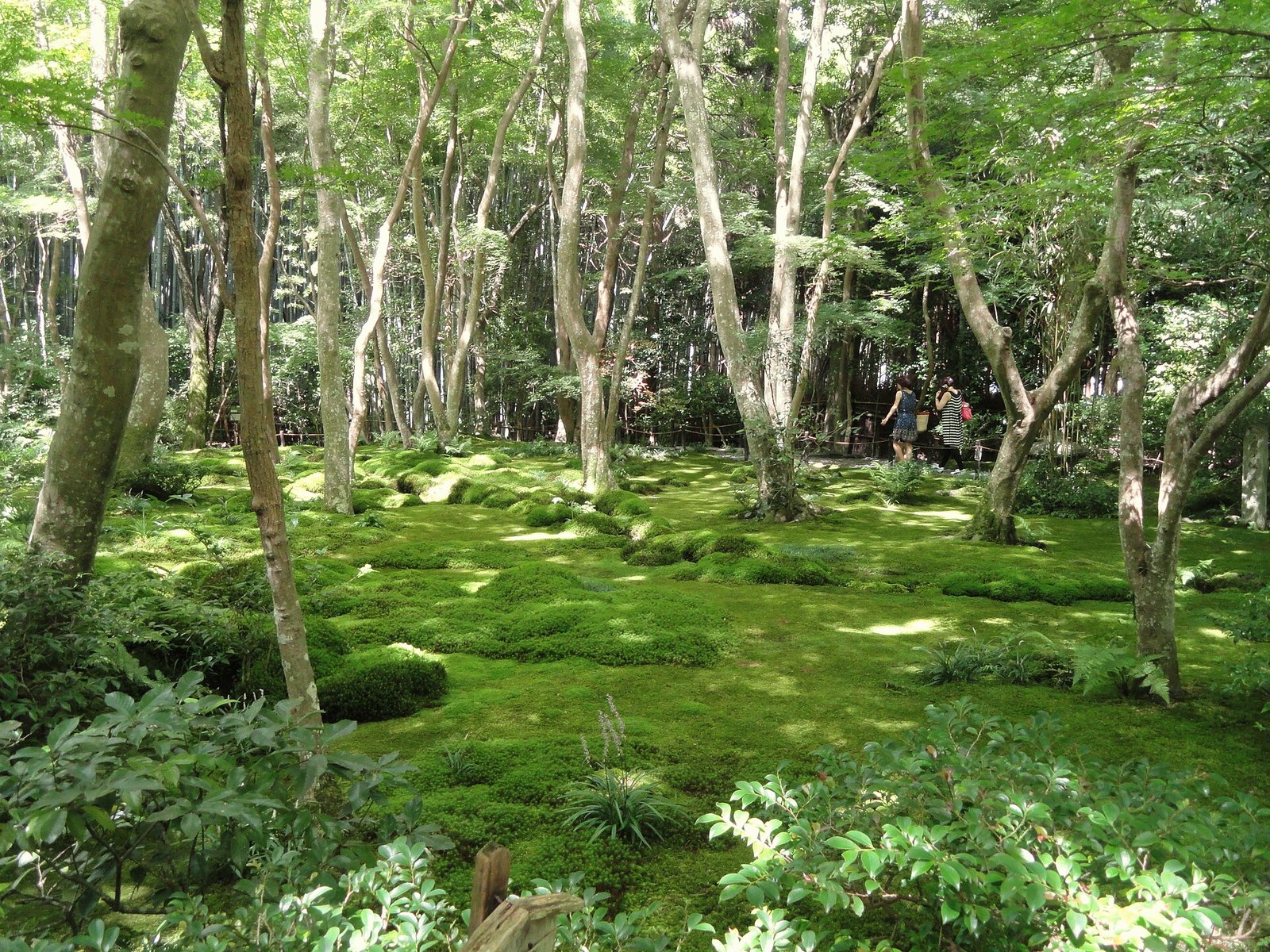 祇王寺の一面の苔庭と草庵