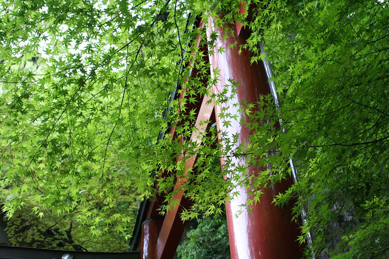 青もみじの向こうに見える貴船神社の朱の鳥居
