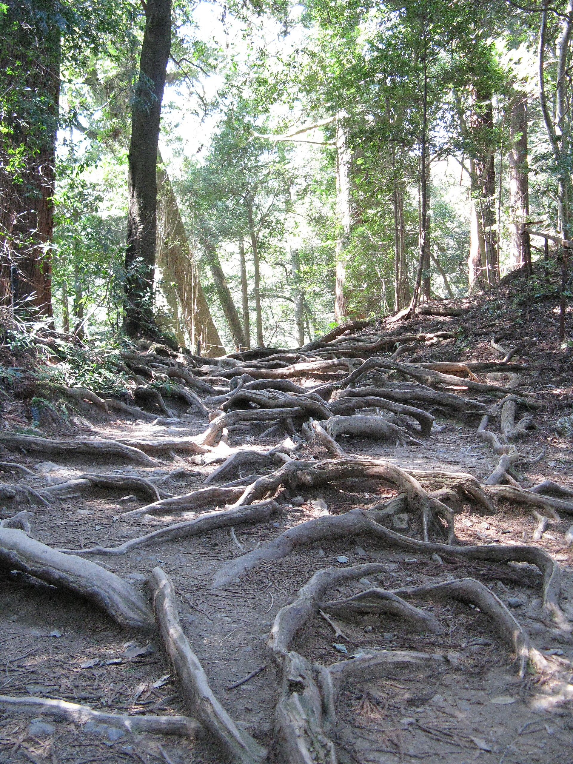 鞍馬山の木の根道・地表を這う杉の根