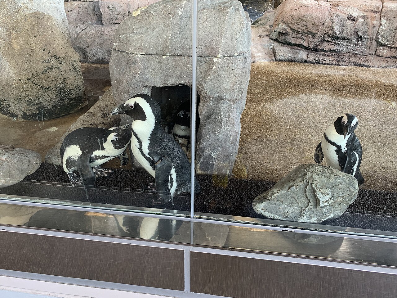 ケープペンギンが岩場でくつろぐ京都水族館のペンギンエリア