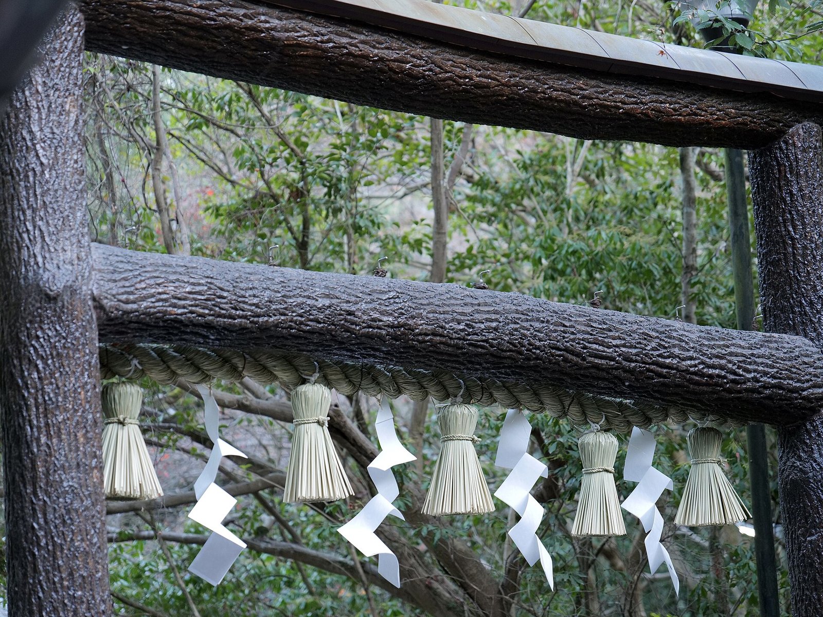野宮神社の黒木鳥居と周囲の竹林