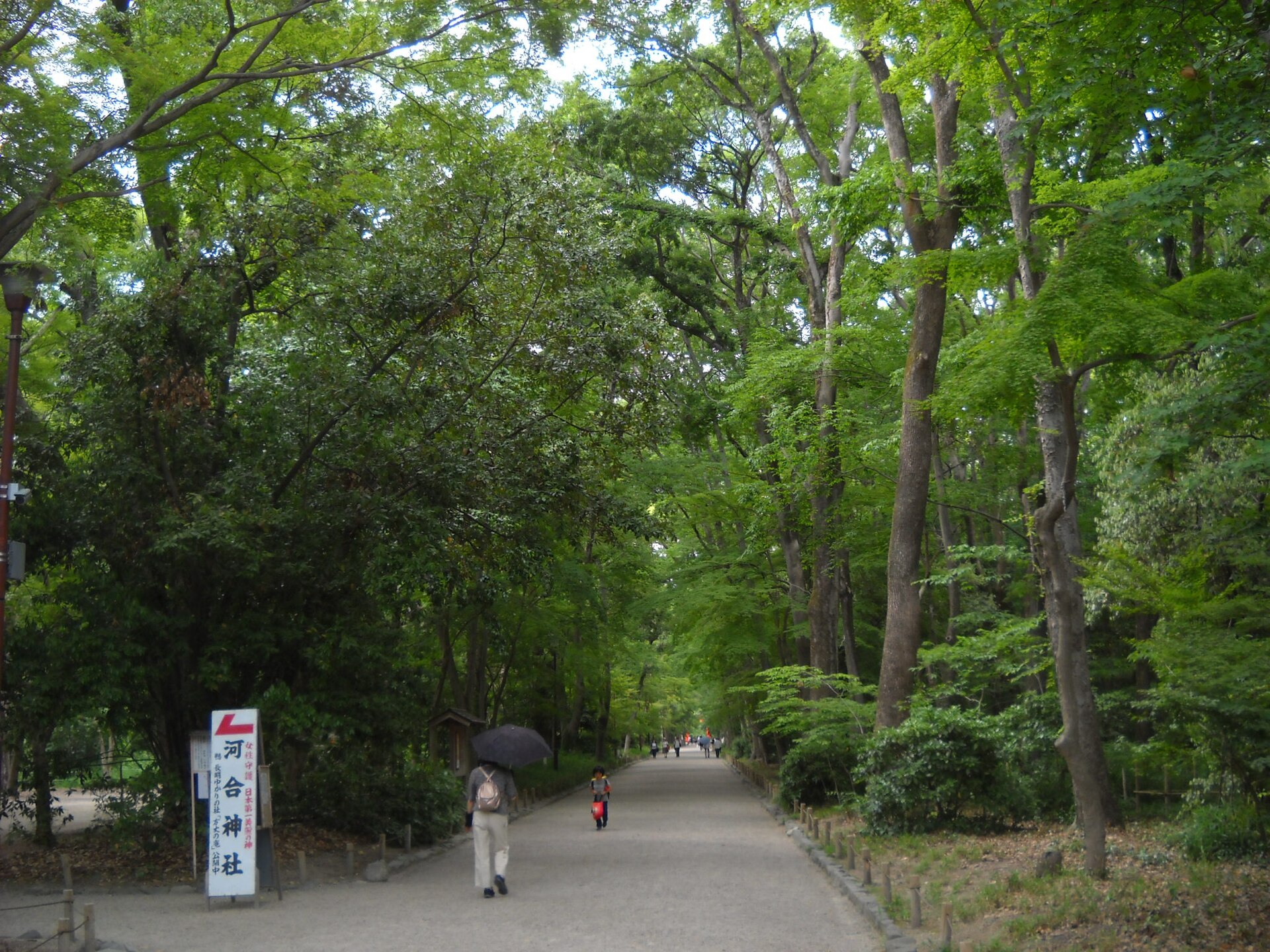 下鴨神社の糺の森の木漏れ日と参道