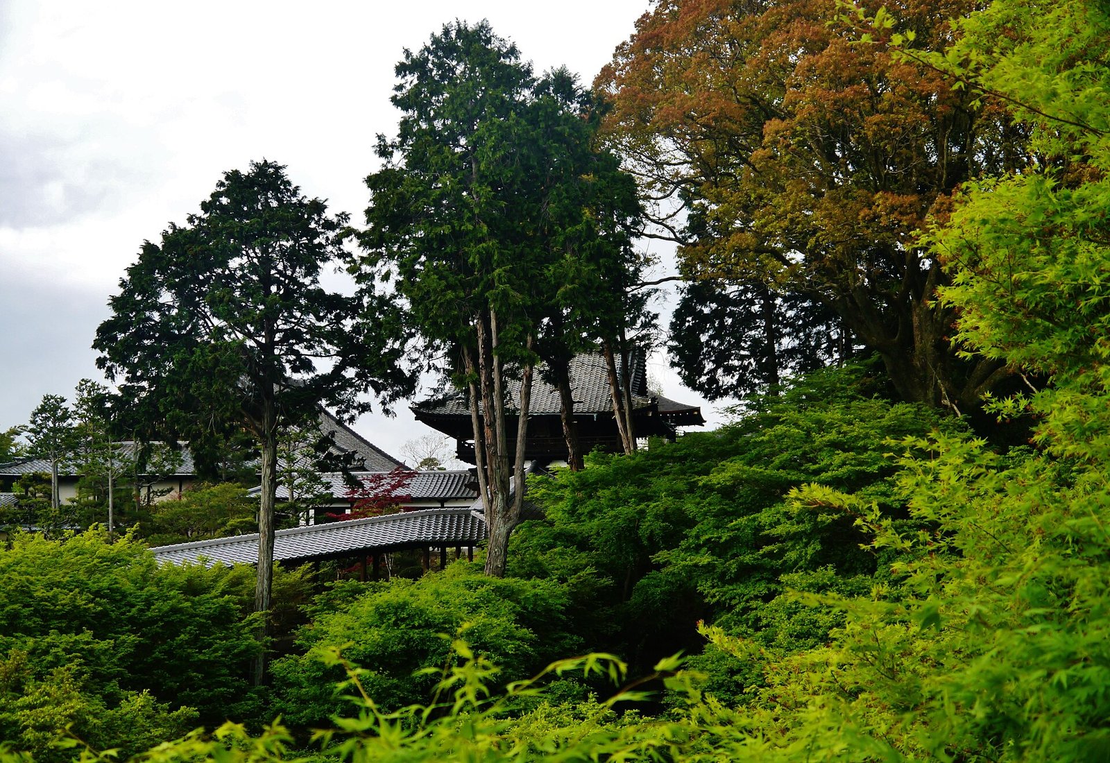 東福寺の通天橋から望む青もみじの渓谷