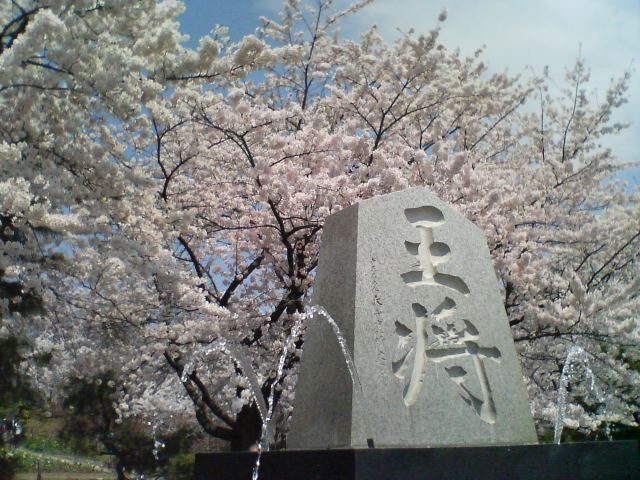 舞鶴山山頂の王将碑と桜