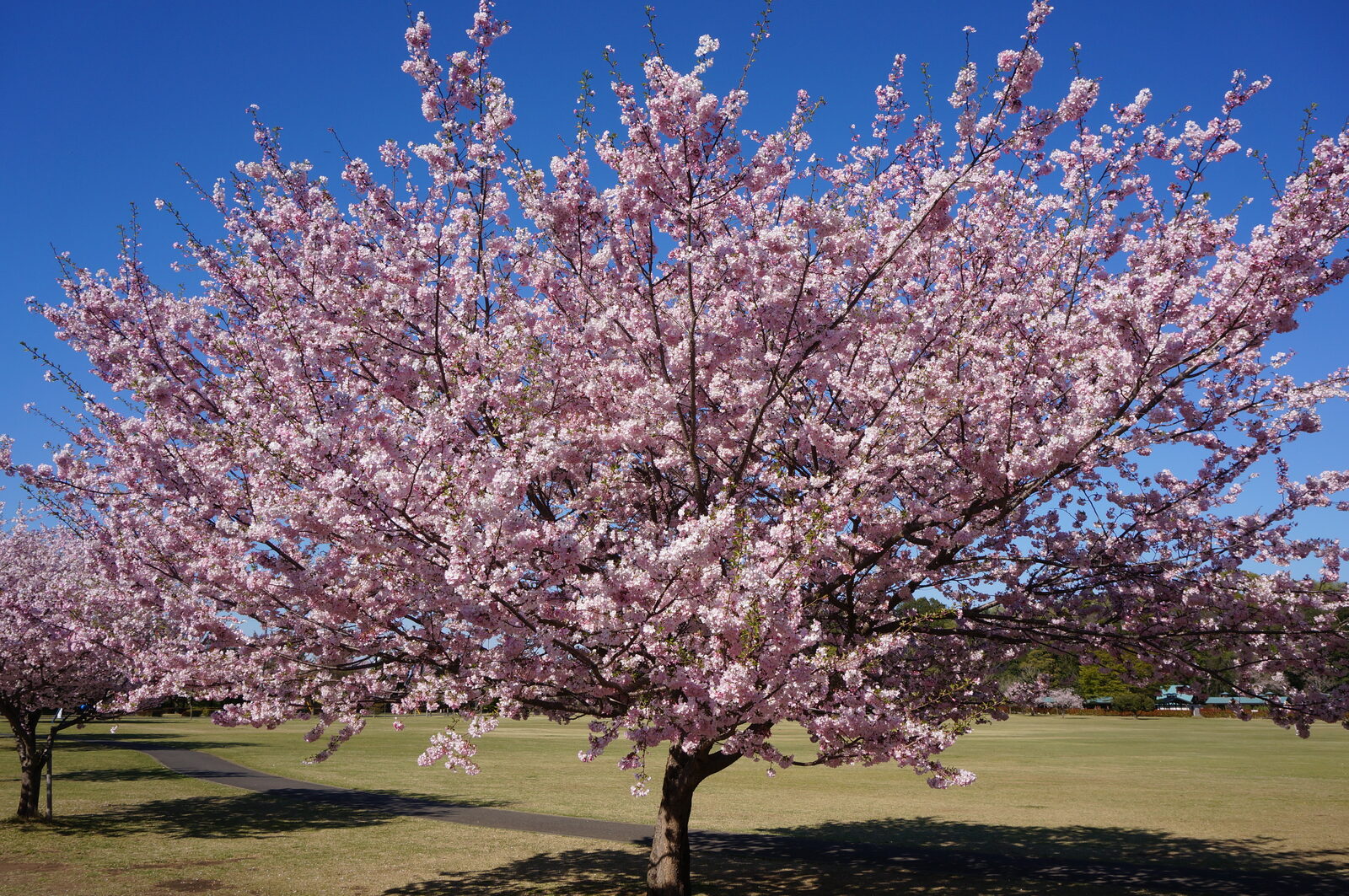 小山総合公園の桜並木
