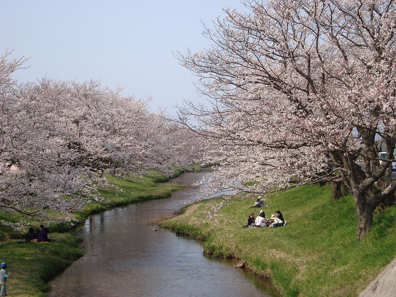 玉湯川沿いに咲く満開の桜並木