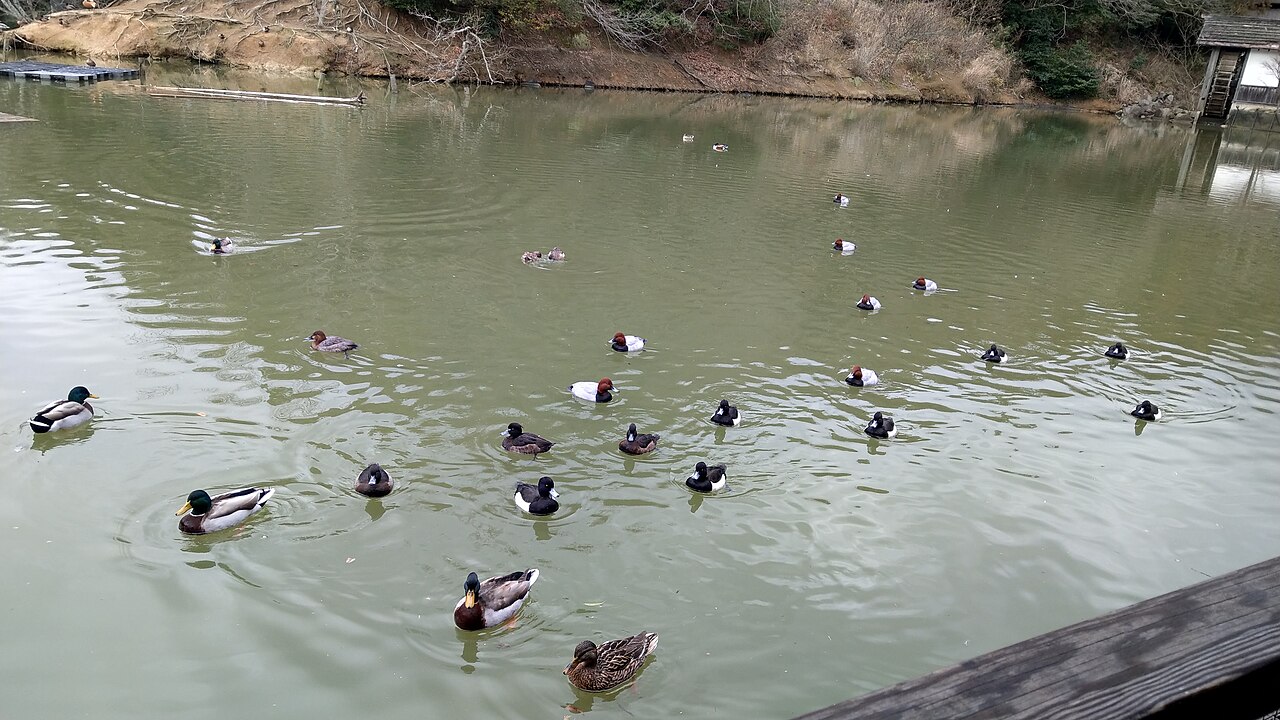 松江フォーゲルパークの池を泳ぐ水鳥たち