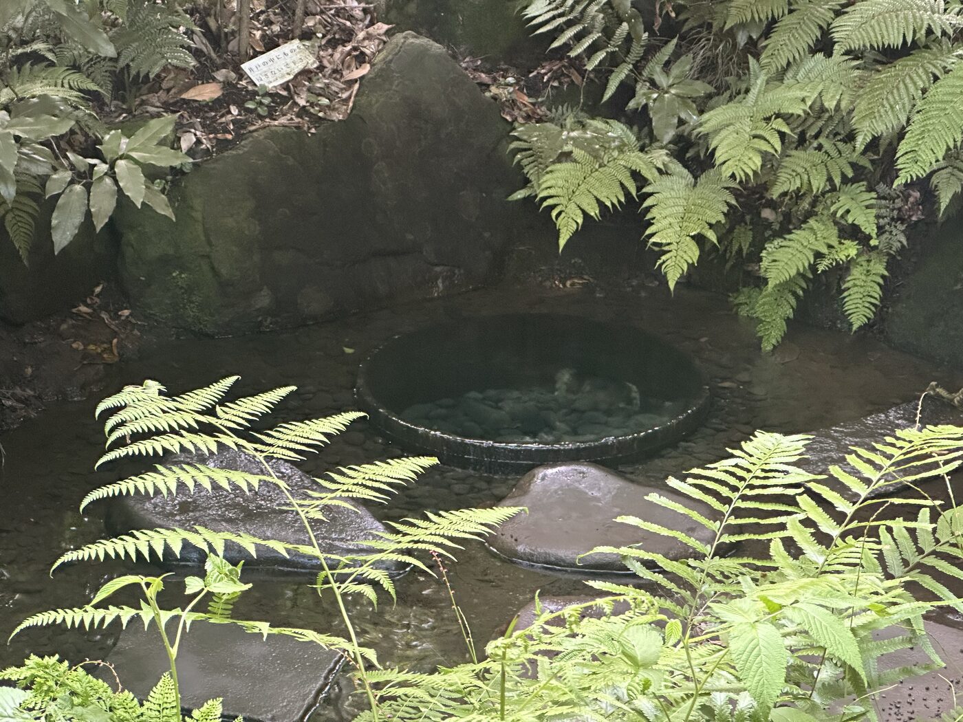 明治神宮の清正井