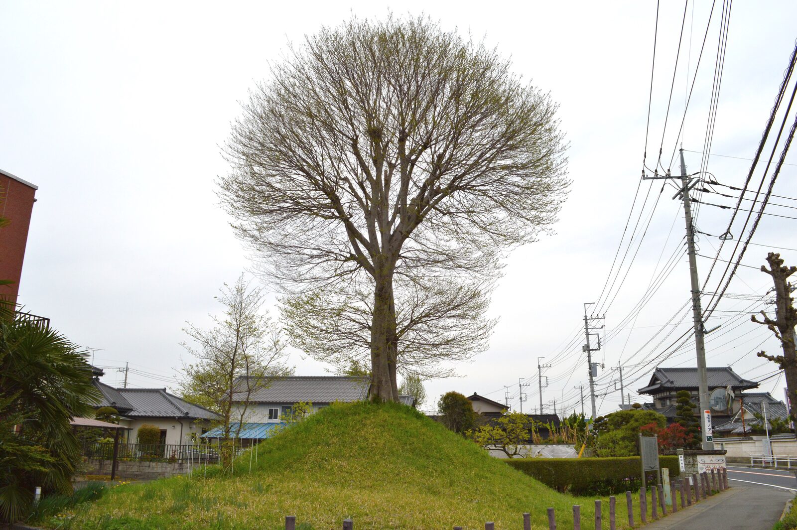 壬生一里塚とエノキの木