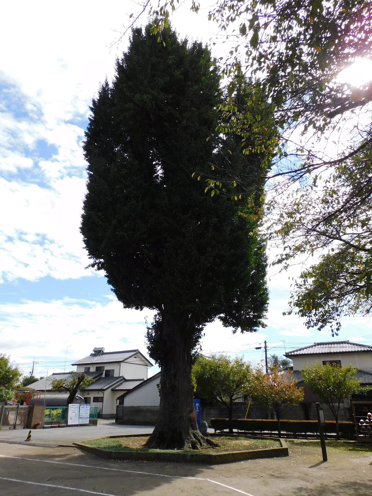 壬生寺の大イチョウ、栃木県指定天然記念物