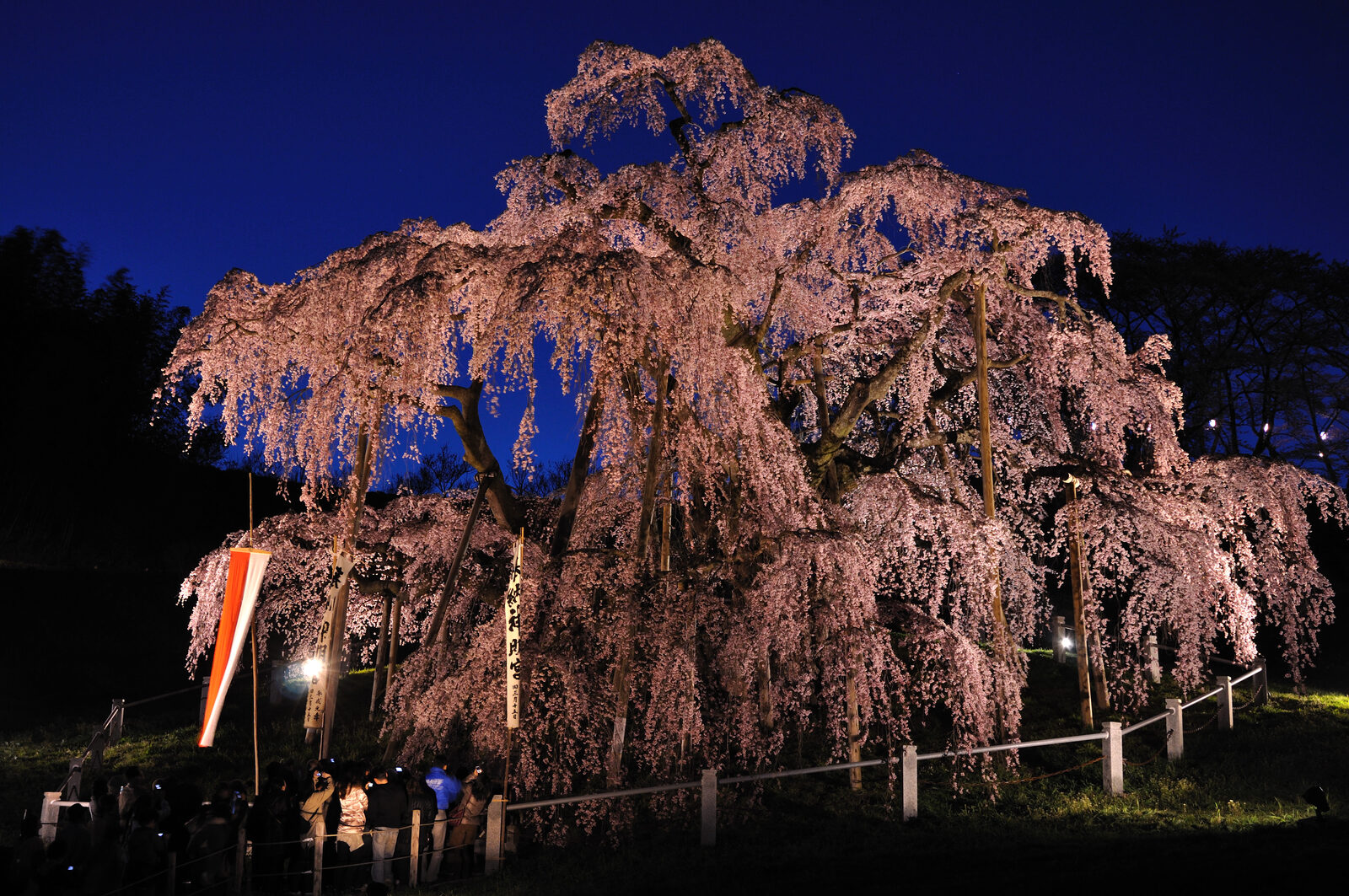 ライトアップされた三春滝桜の夜桜