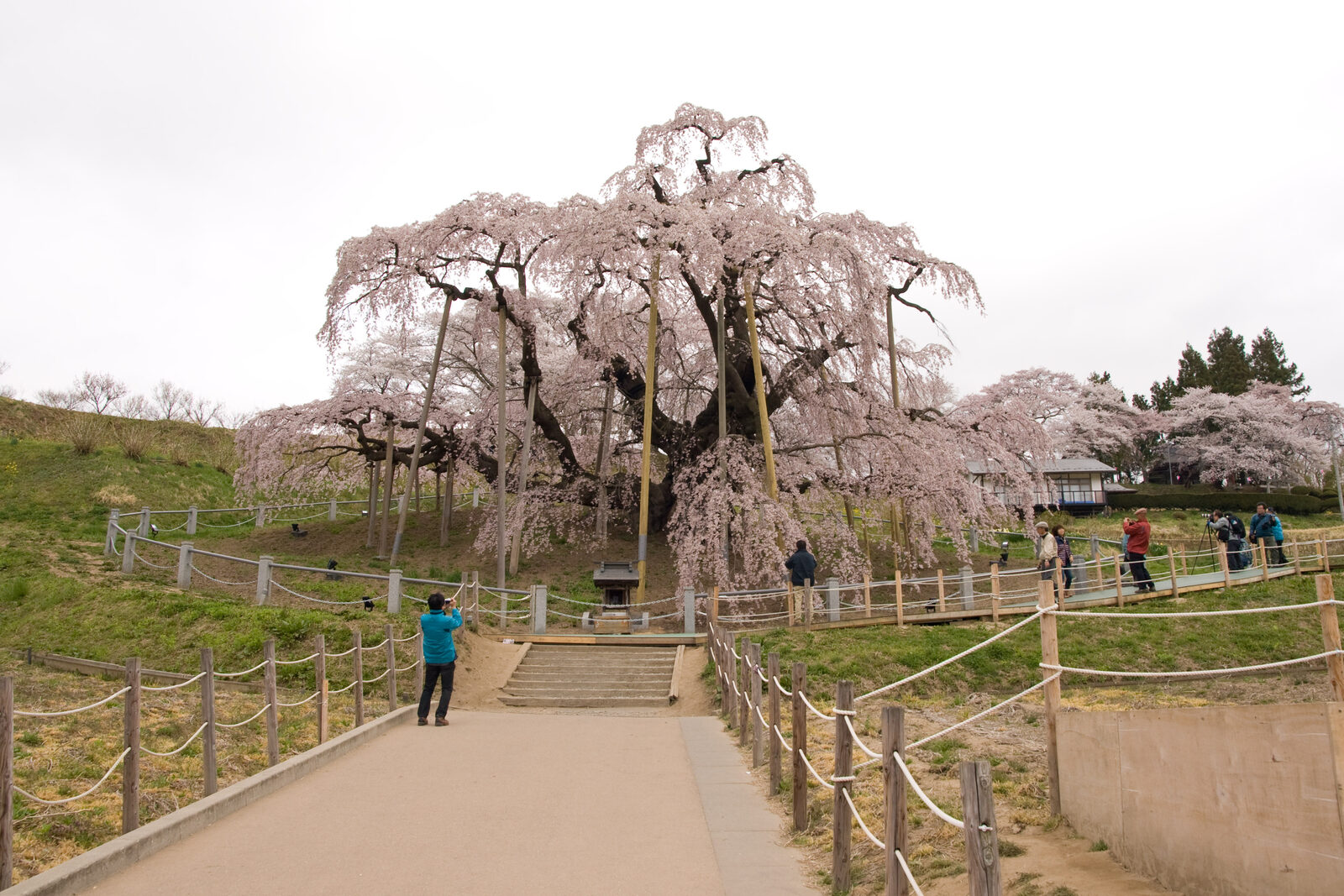 別の角度から見た三春滝桜の枝ぶり