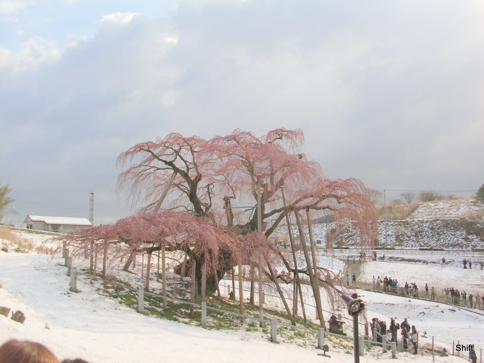 観光客で賑わう三春滝桜の観桜期間の様子