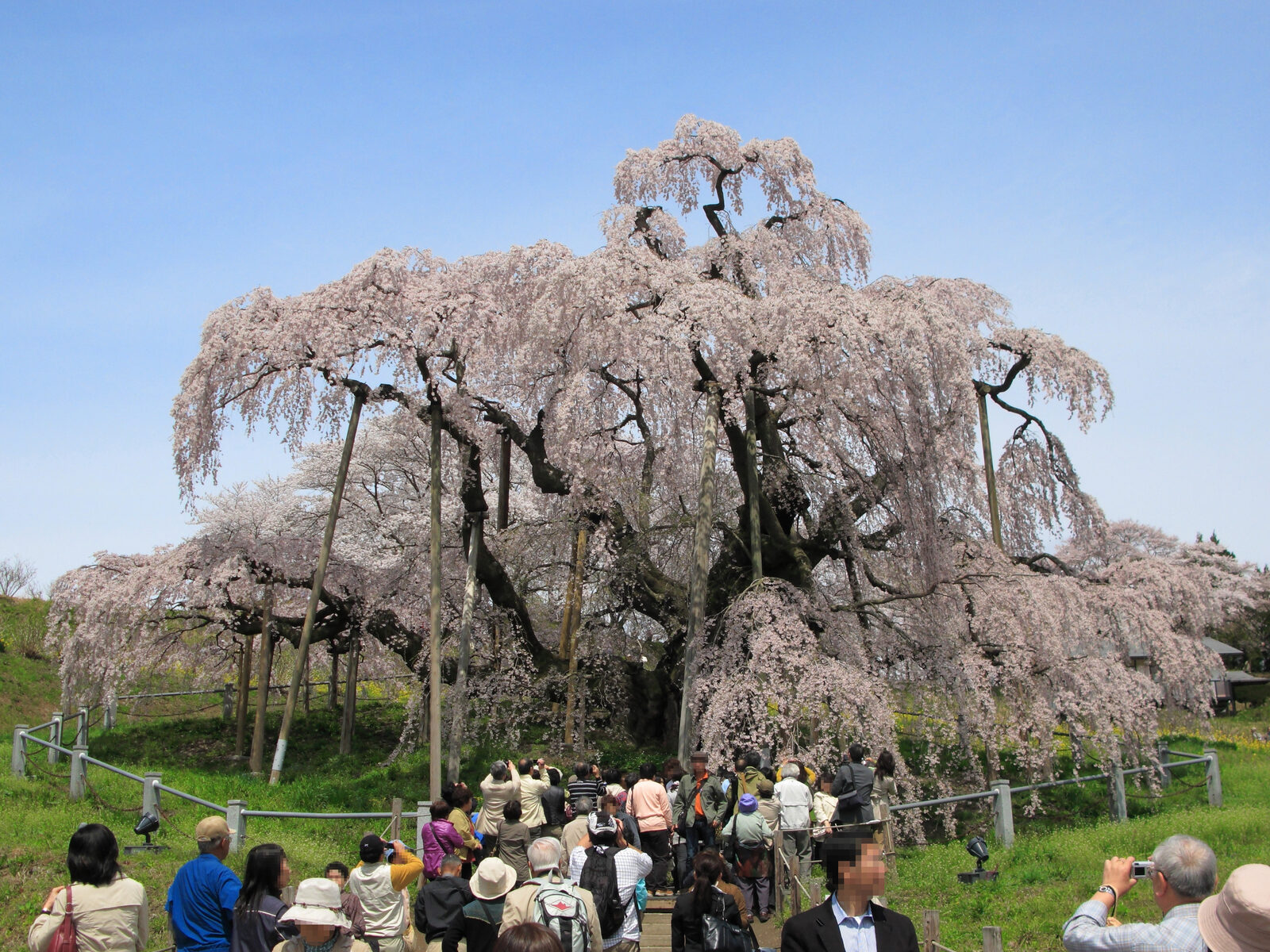 三春滝桜の満開の紅枝垂桜と青空