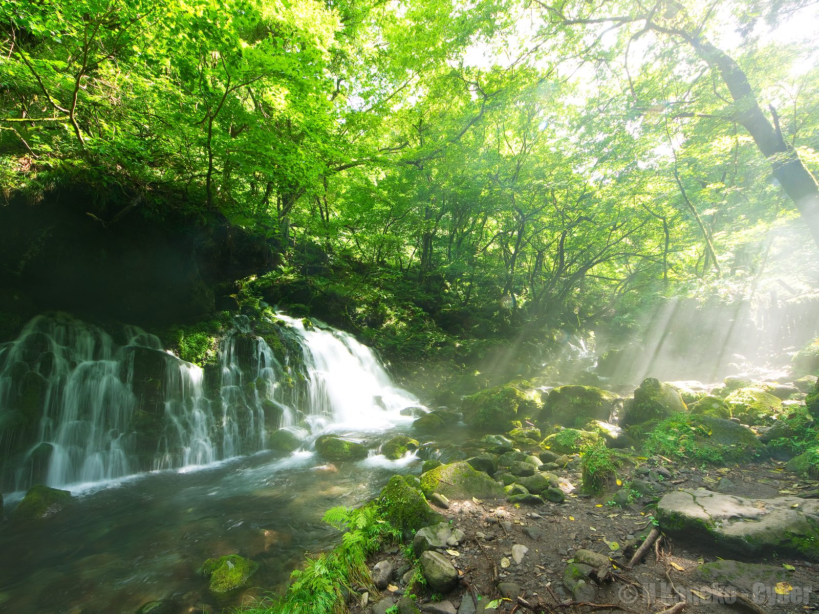 新緑の木漏れ日の中、苔むした岩肌から幾筋もの水が流れ落ちる元滝伏流水