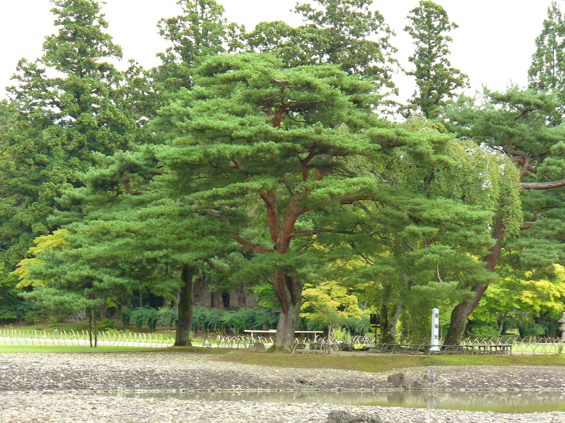 毛越寺・大泉が池の水辺
