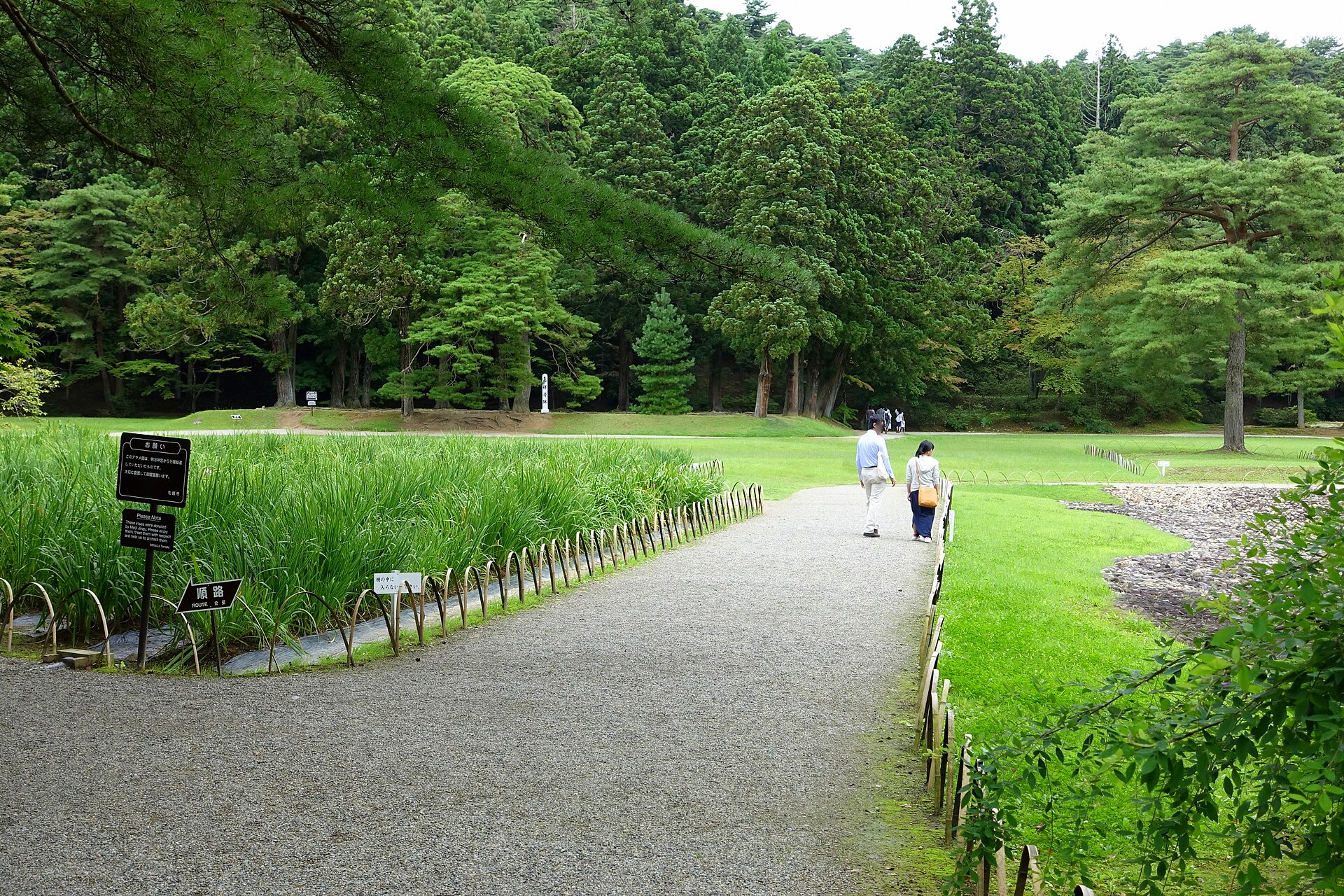 毛越寺のあやめ園