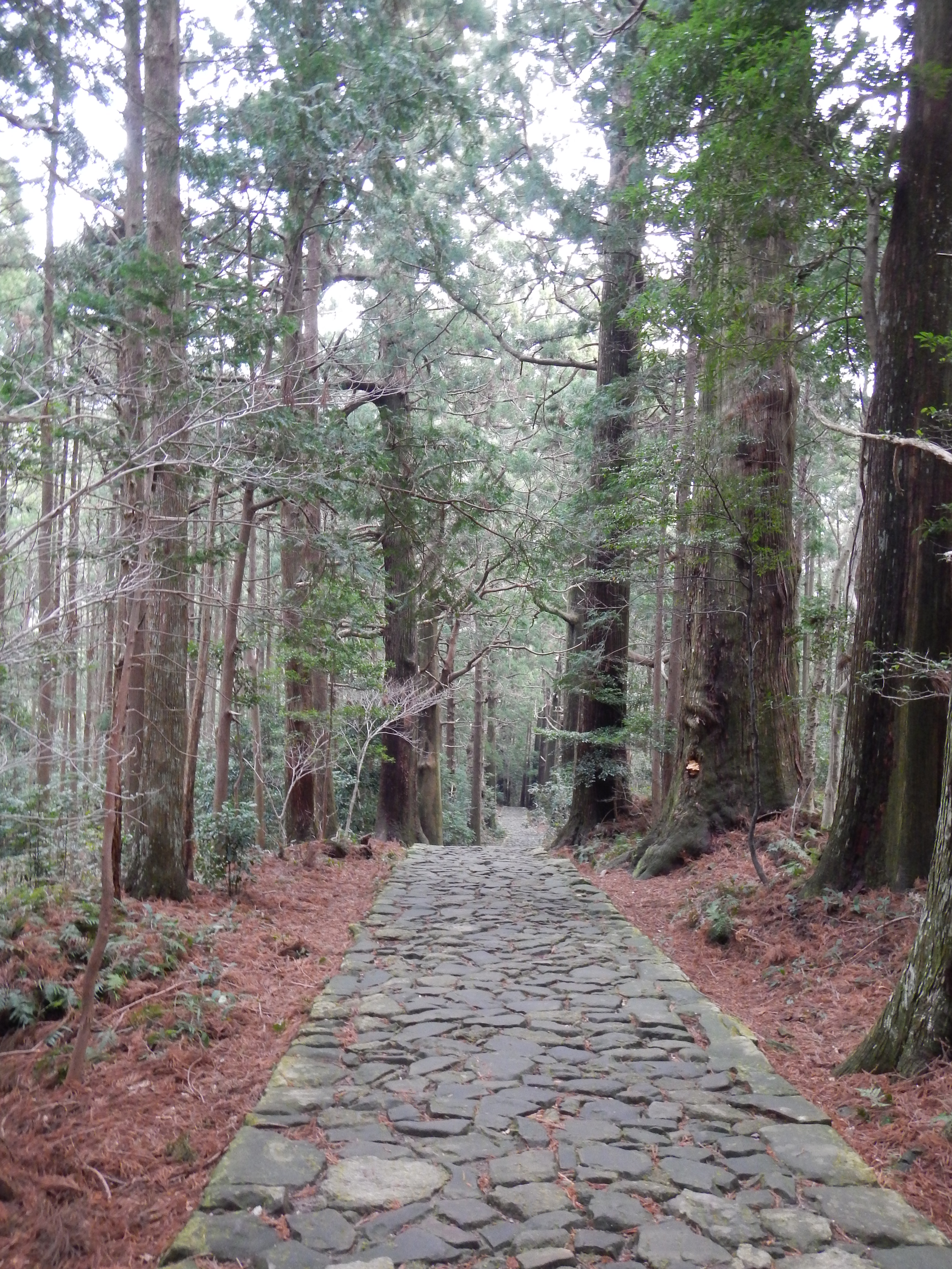 大門坂の苔むした石畳と木漏れ日