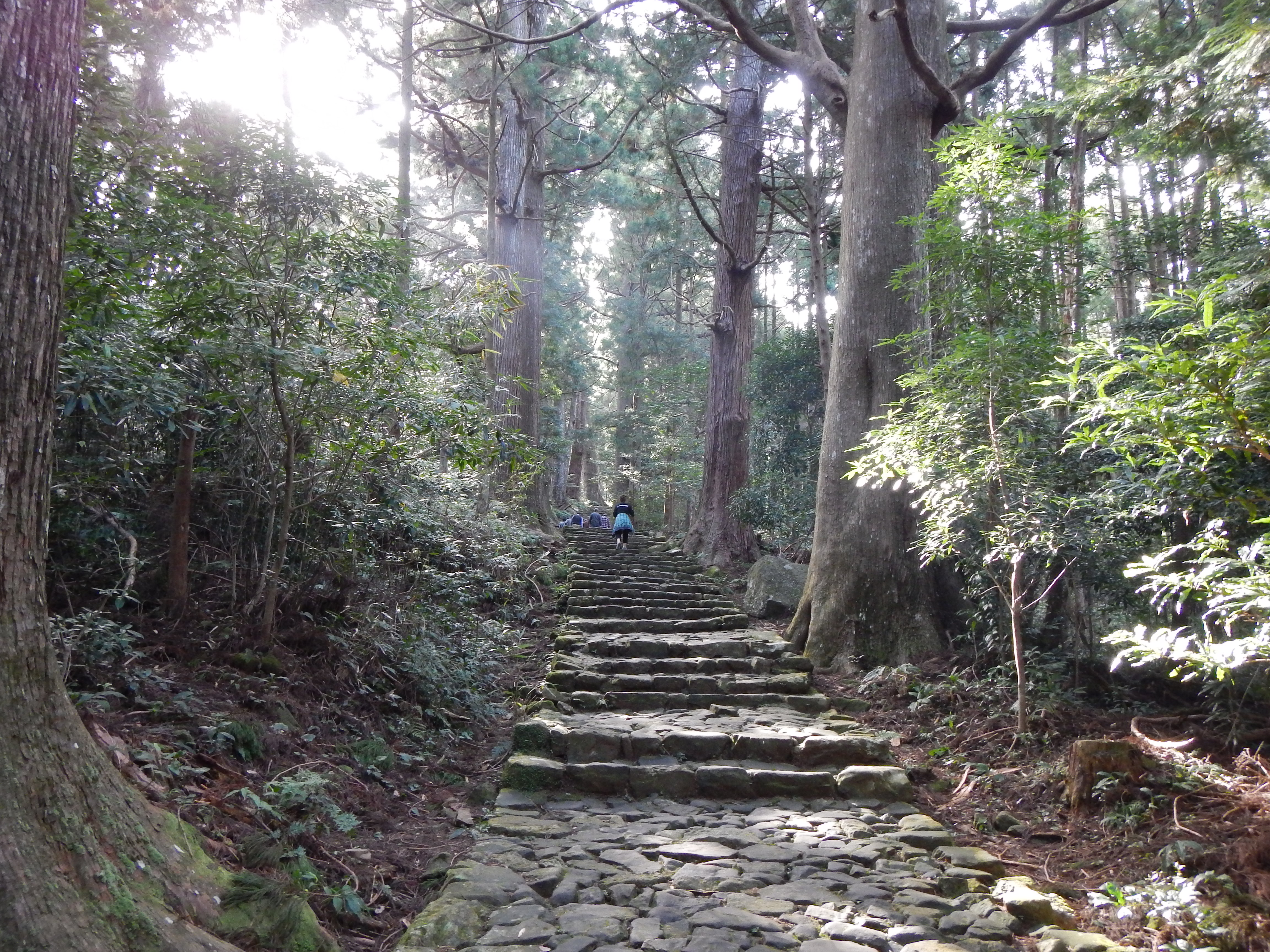 大門坂の苔むした石段と樹齢800年の杉並木