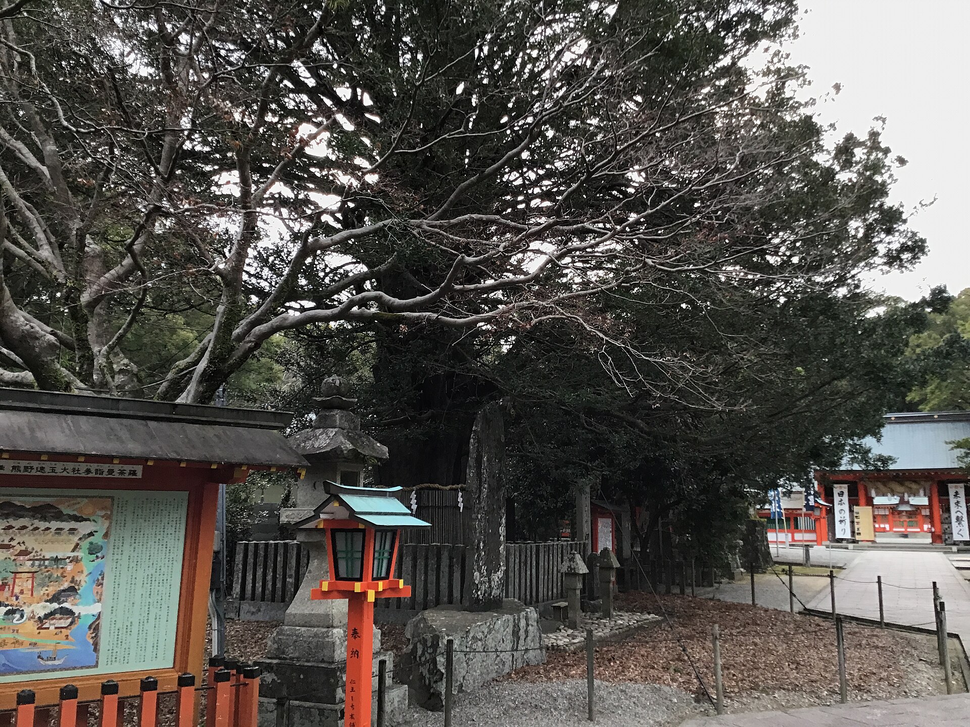 熊野速玉大社の御神木ナギの大樹