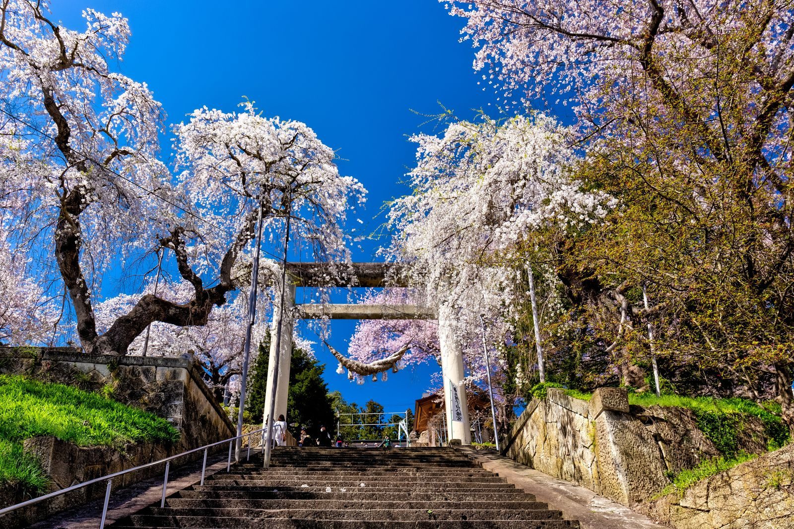 桜咲く烏帽子山公園、烏帽子山八幡宮の境内から赤湯温泉街を望む