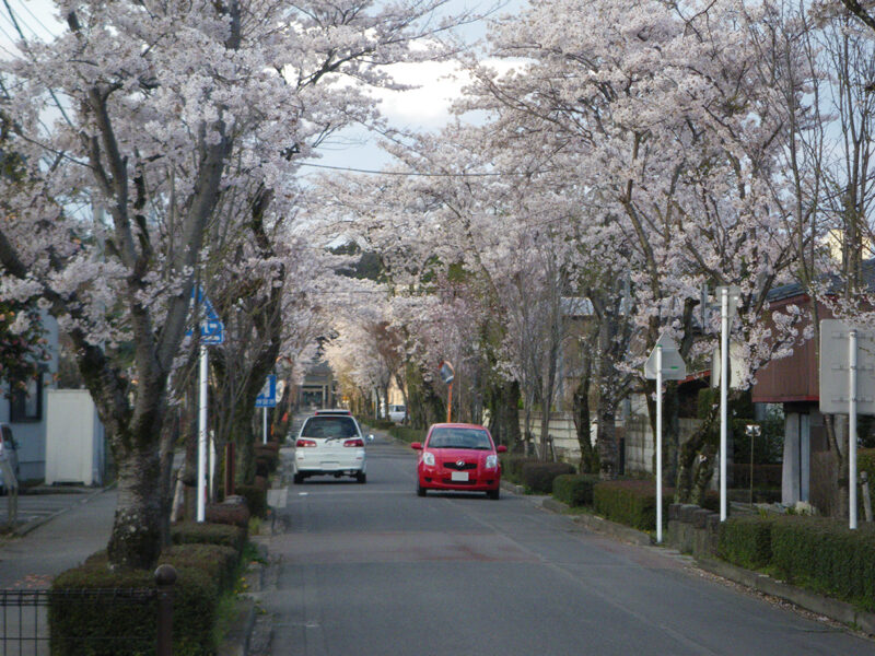 那須乃木神社の参道入口と桜並木