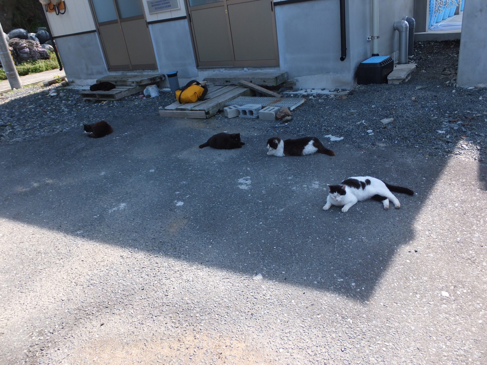田代島仁斗田の集落で日向ぼっこする猫たち