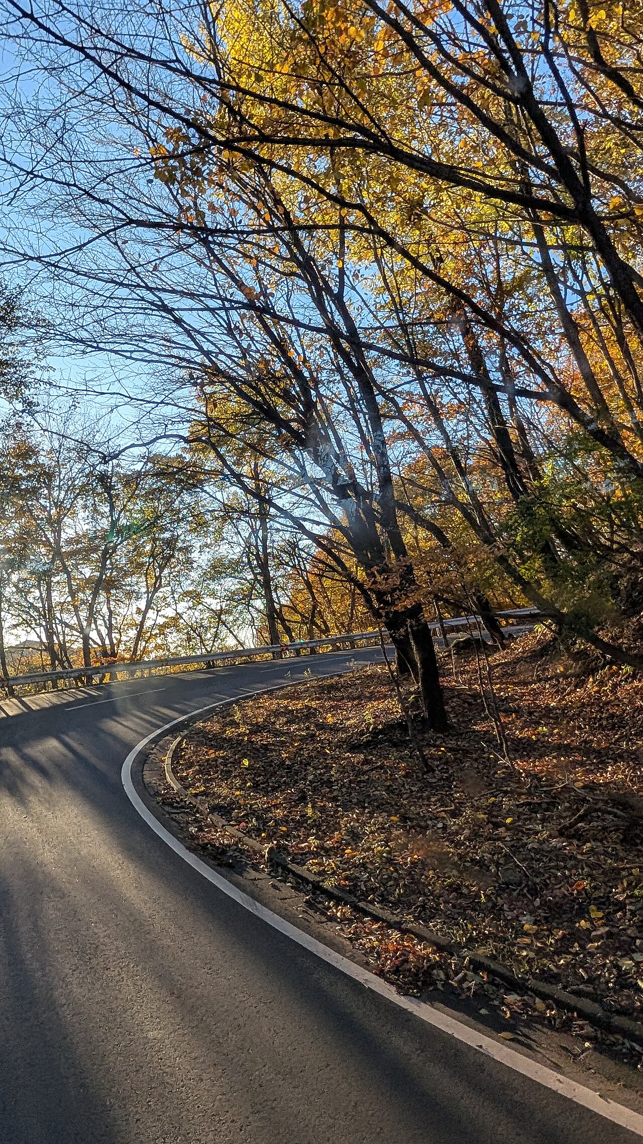 紅葉のいろは坂を路上から望む。落ち葉に縁取られた大きなカーブ