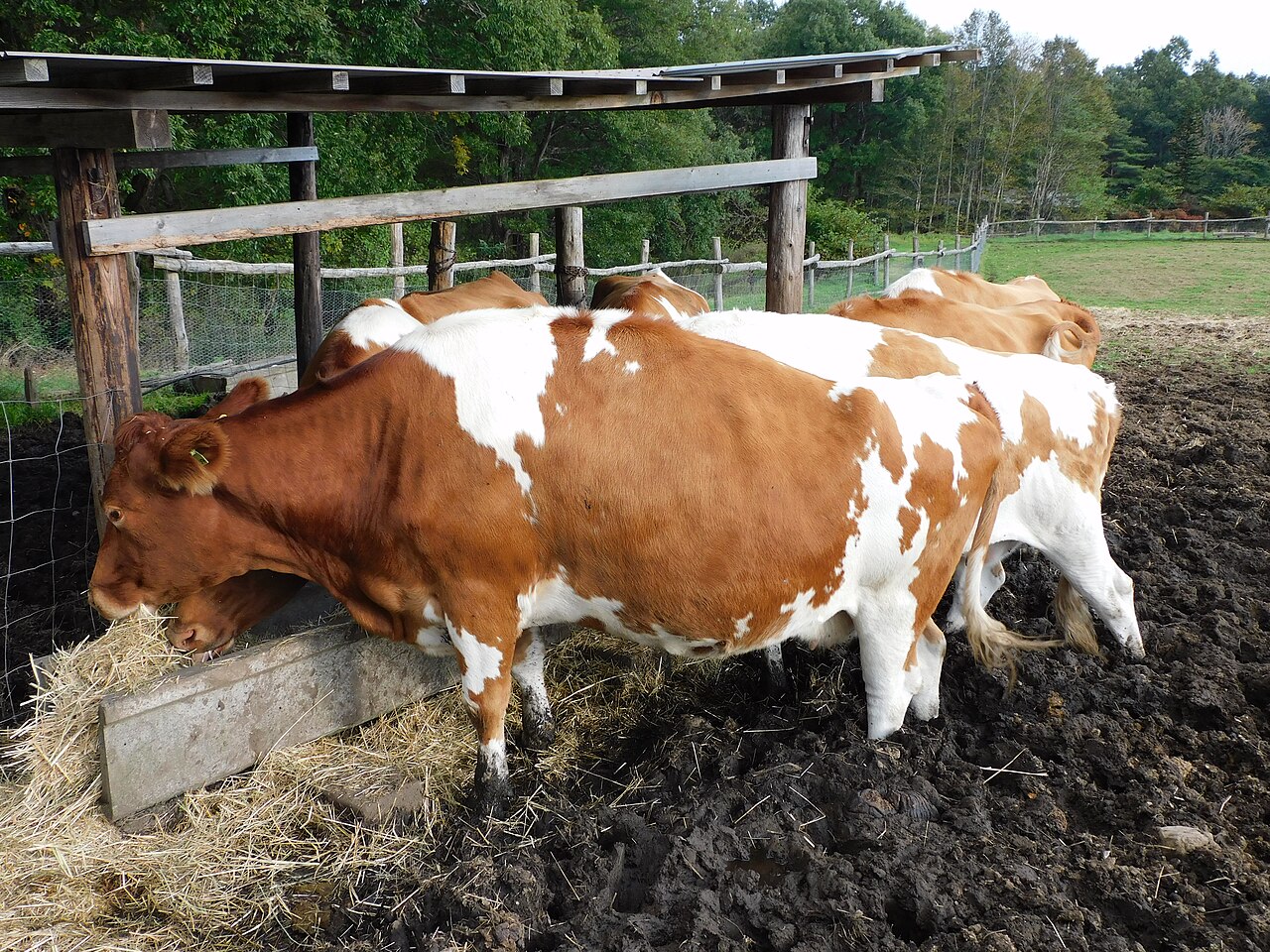 飼葉を食べる南ヶ丘牧場の牛たち