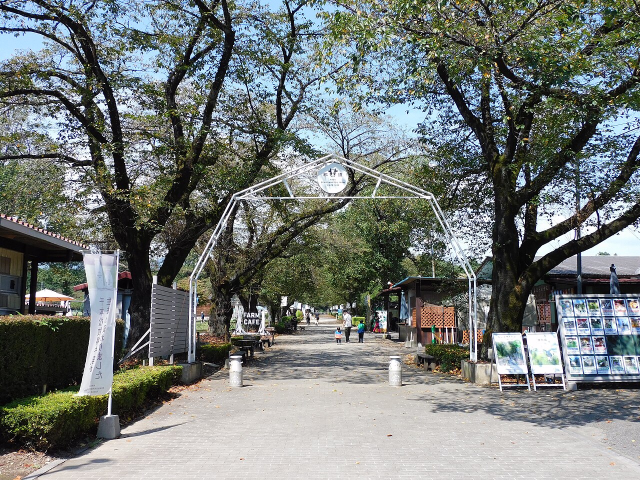 千本松牧場の入口ゲートと桜並木の続く園路