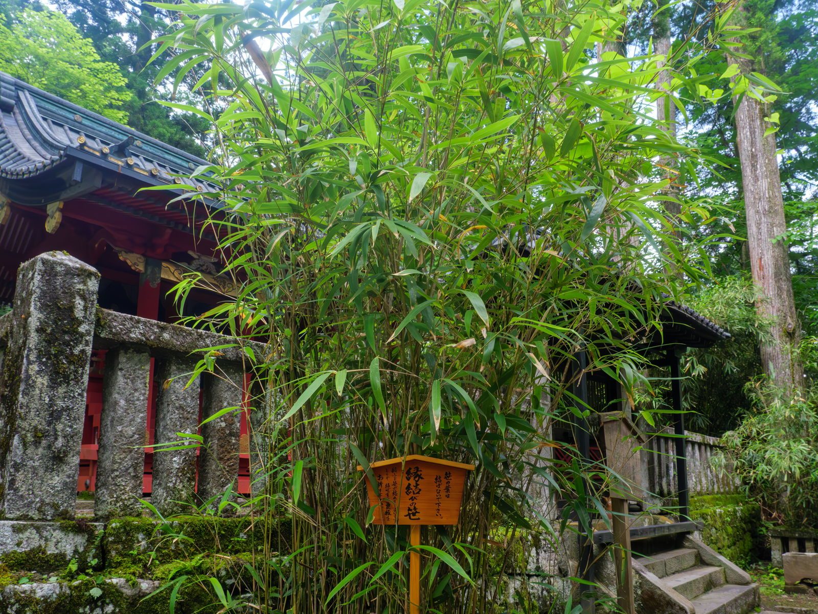 滝尾神社の縁結びの笹。願いを込めて結ぶと良縁に恵まれるという