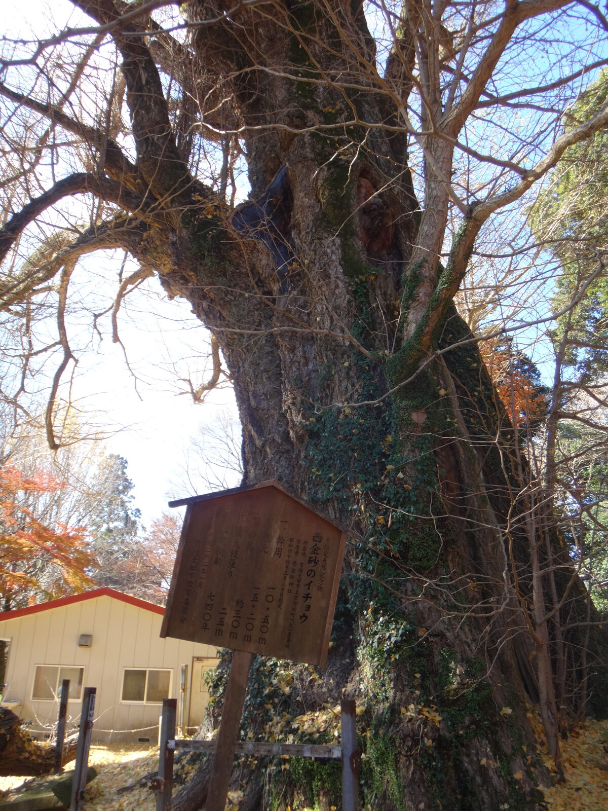 県天然記念物、西金砂神社の御神木イチョウの巨木