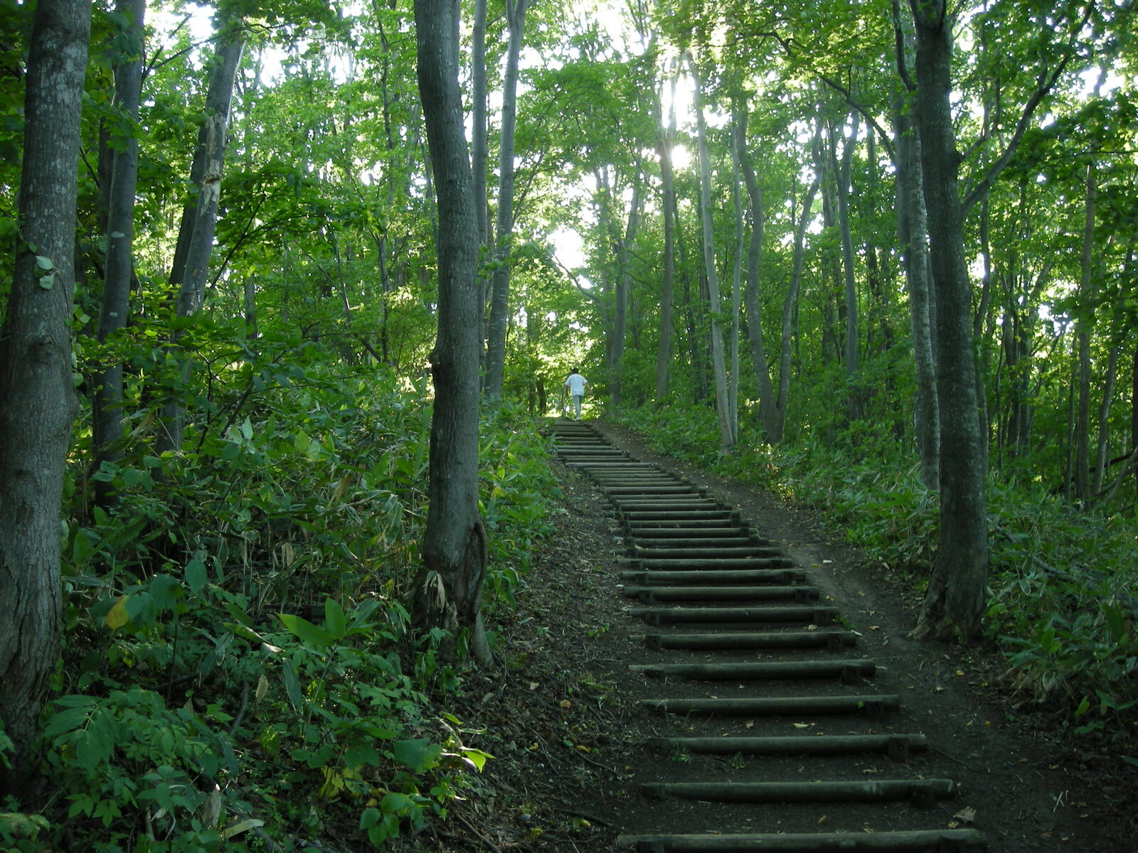 宮丘公園の遊歩道