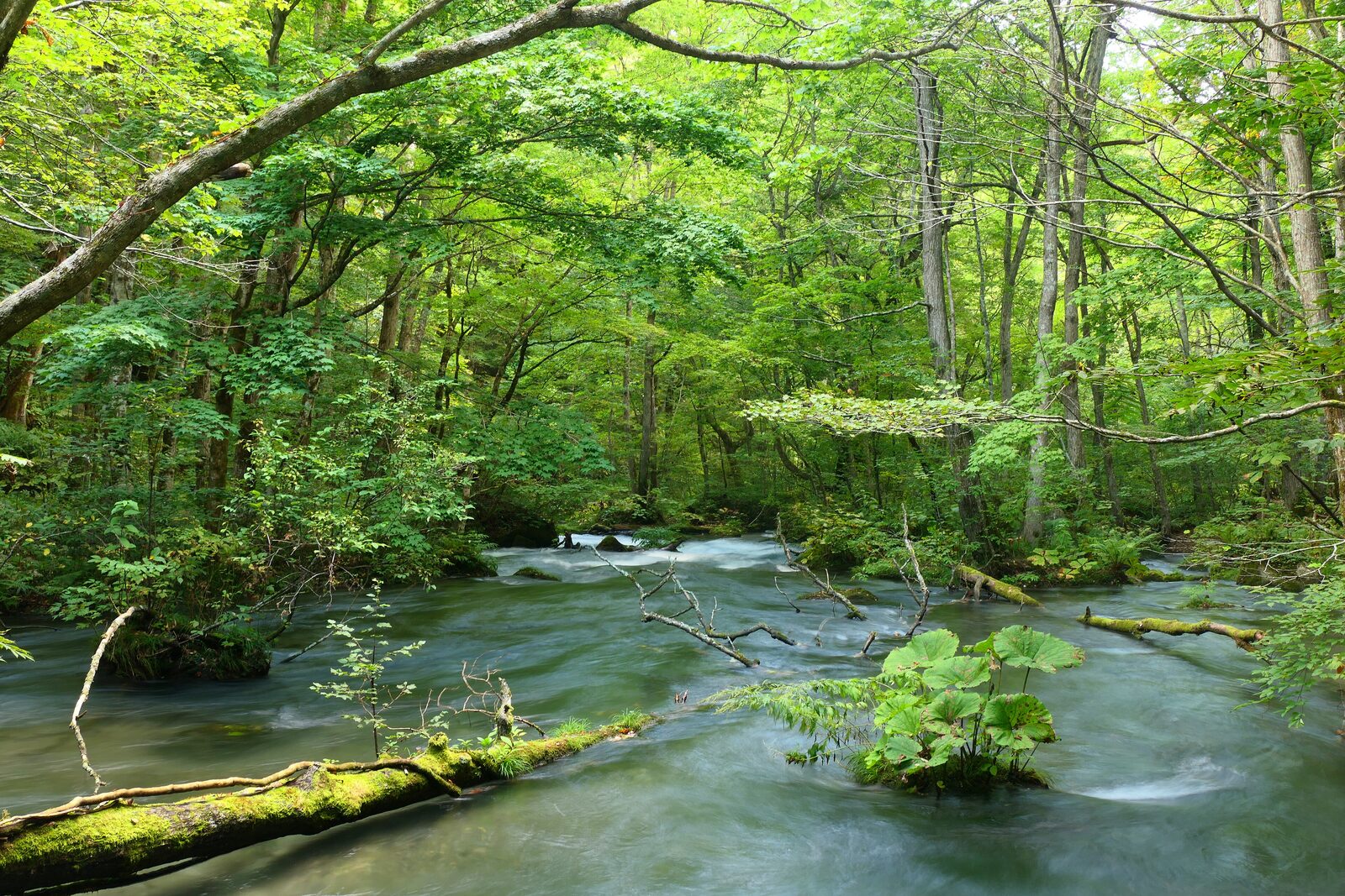 苔むした岩と倒木の間を流れる奥入瀬渓流