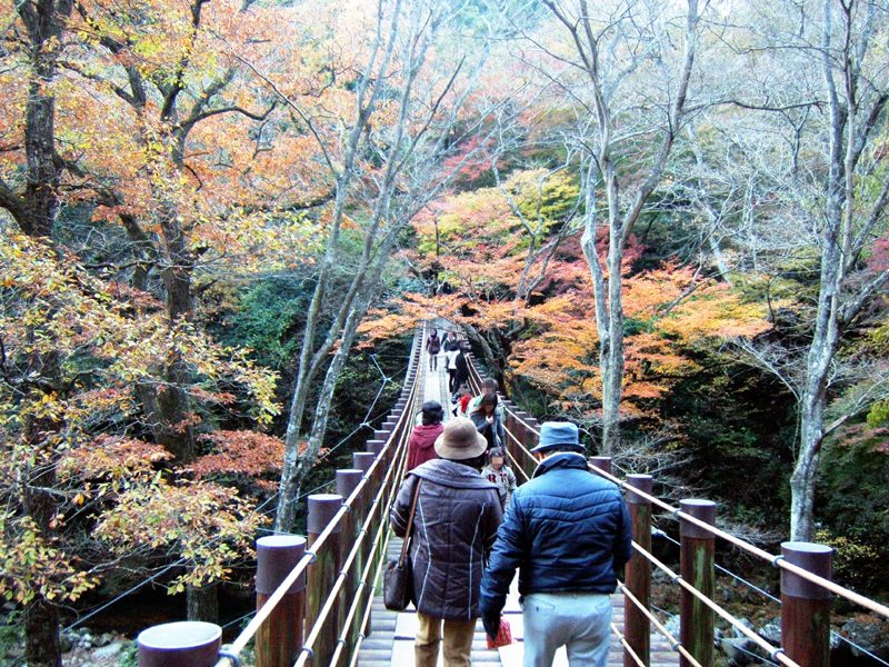花貫渓谷、紅葉に包まれた汐見滝吊り橋を渡る人々