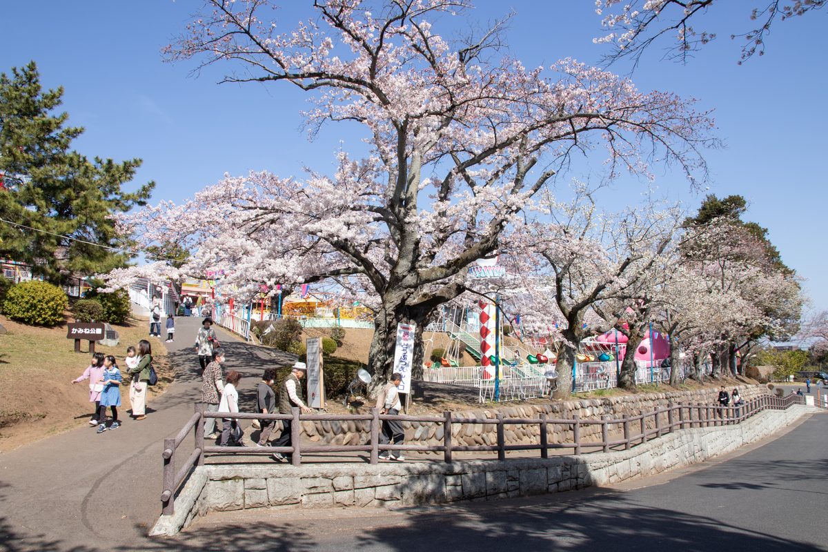桜が満開のかみね公園、遊具と来園者の様子