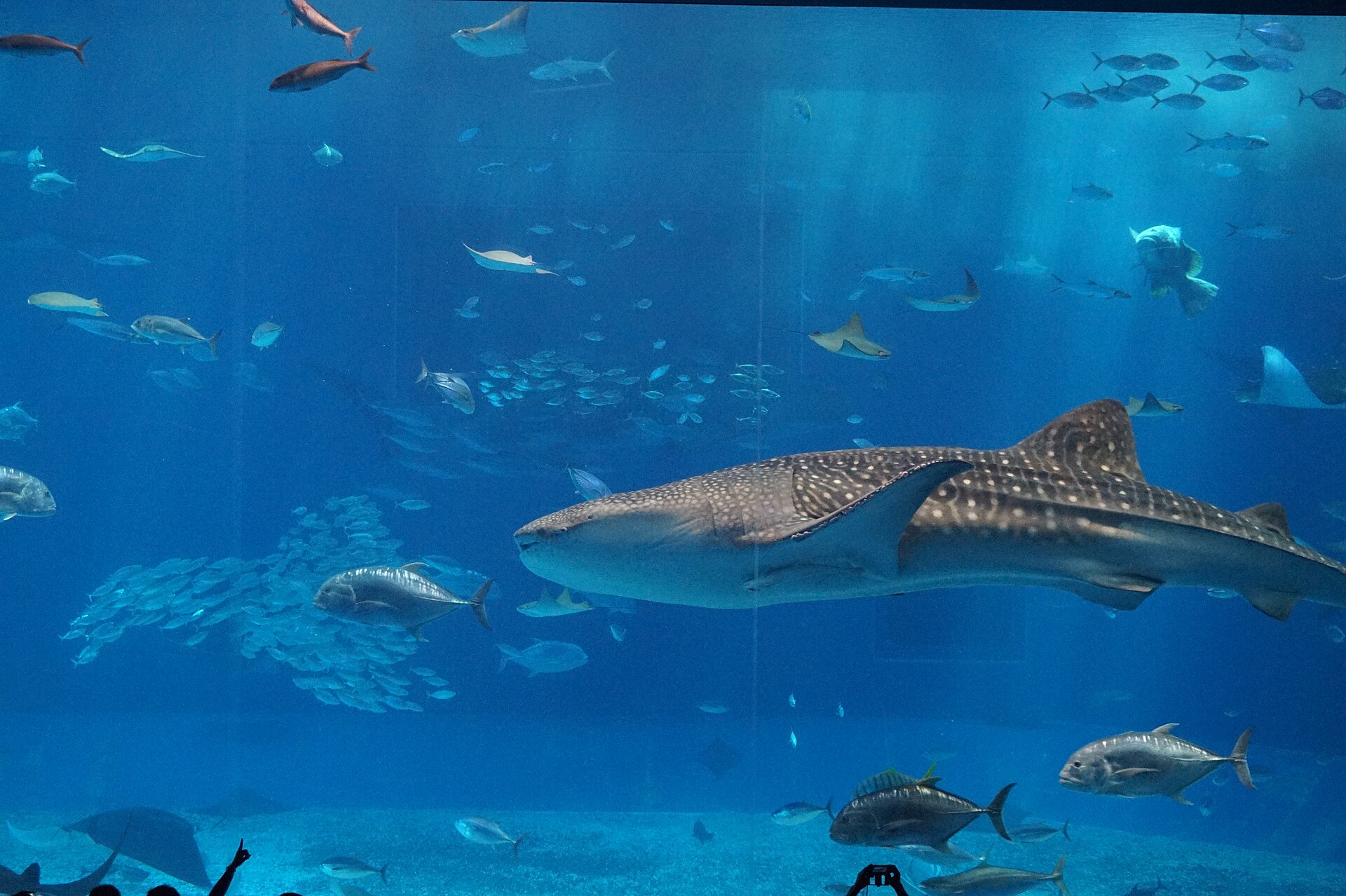 沖縄美ら海水族館の黒潮の海の大水槽