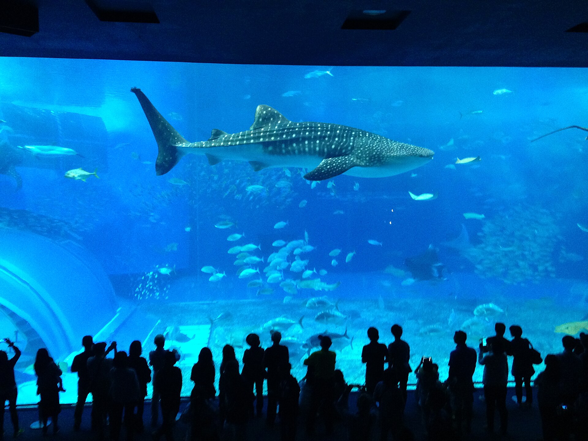 沖縄美ら海水族館の黒潮の海の大水槽とジンベエザメ